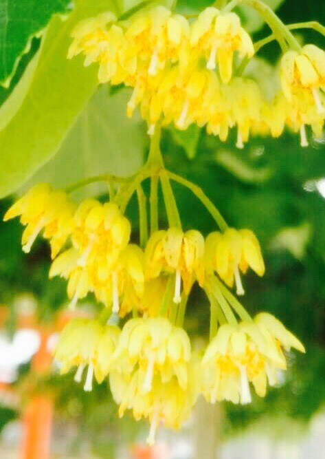 博多の核心部を歩く寺巡り 博多うどん食べ歩き しもちゃんさんの 公式 福岡市 防災情報含む の活動日記 Yamap ヤマップ