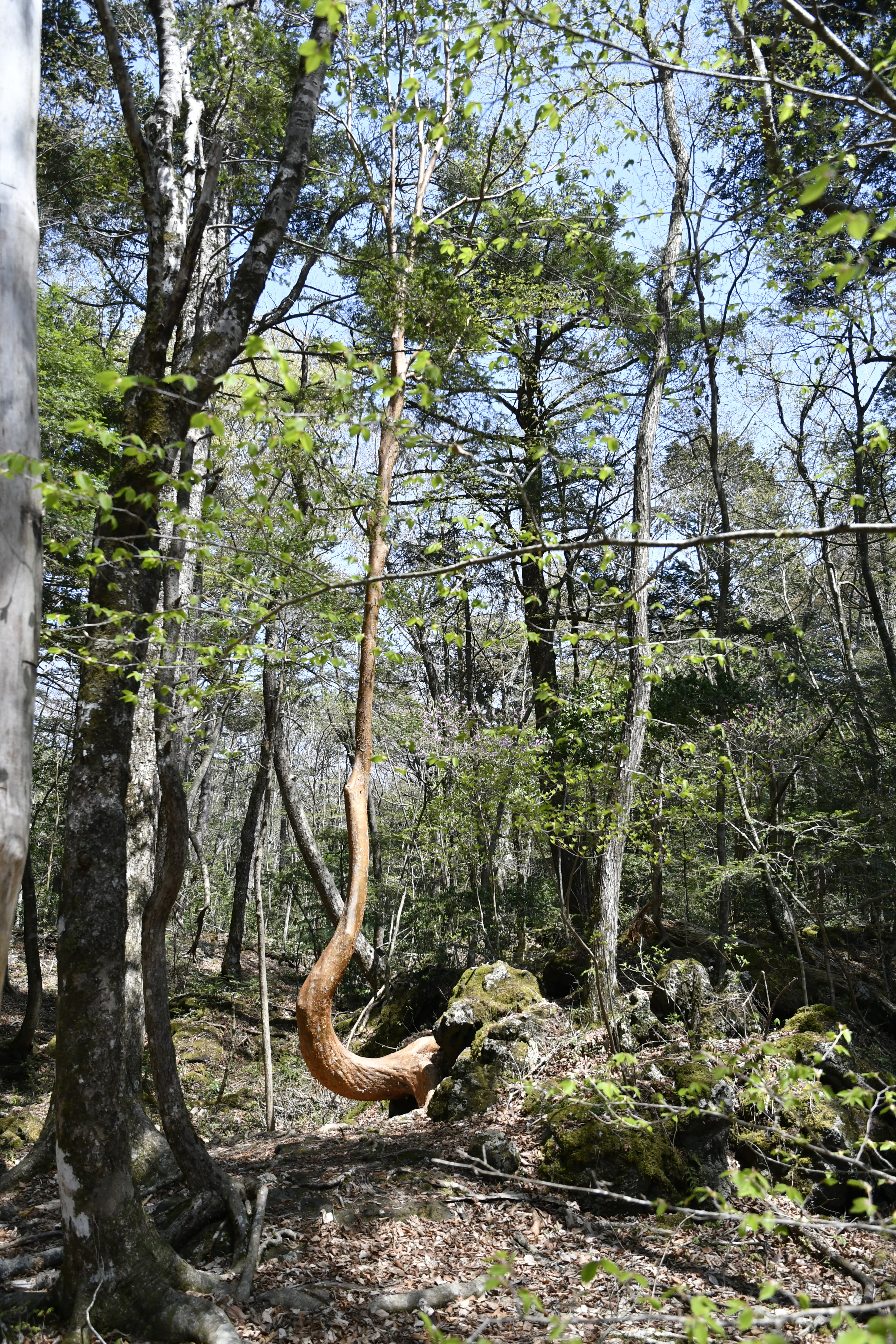 三湖台と青木ヶ原樹海 18 4 D40 自粛中 さんの節刀ヶ岳 破風山 足和田山の活動日記 Yamap ヤマップ