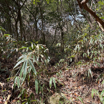 六甲山・長峰山・摩耶山 許して〜