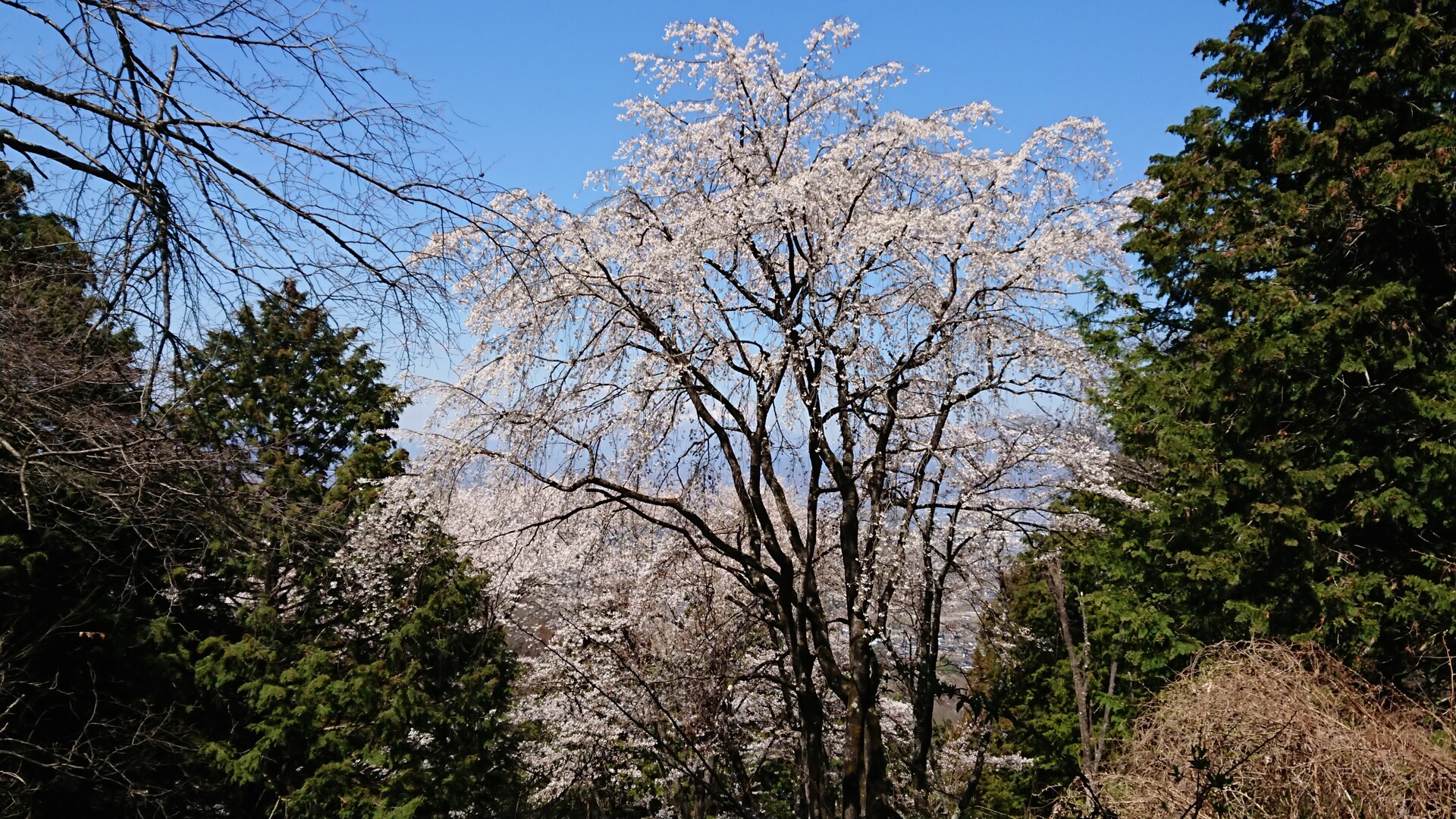 たいら山 山の神千本桜 Mt 8ninさんの甲府市の活動日記 Yamap ヤマップ