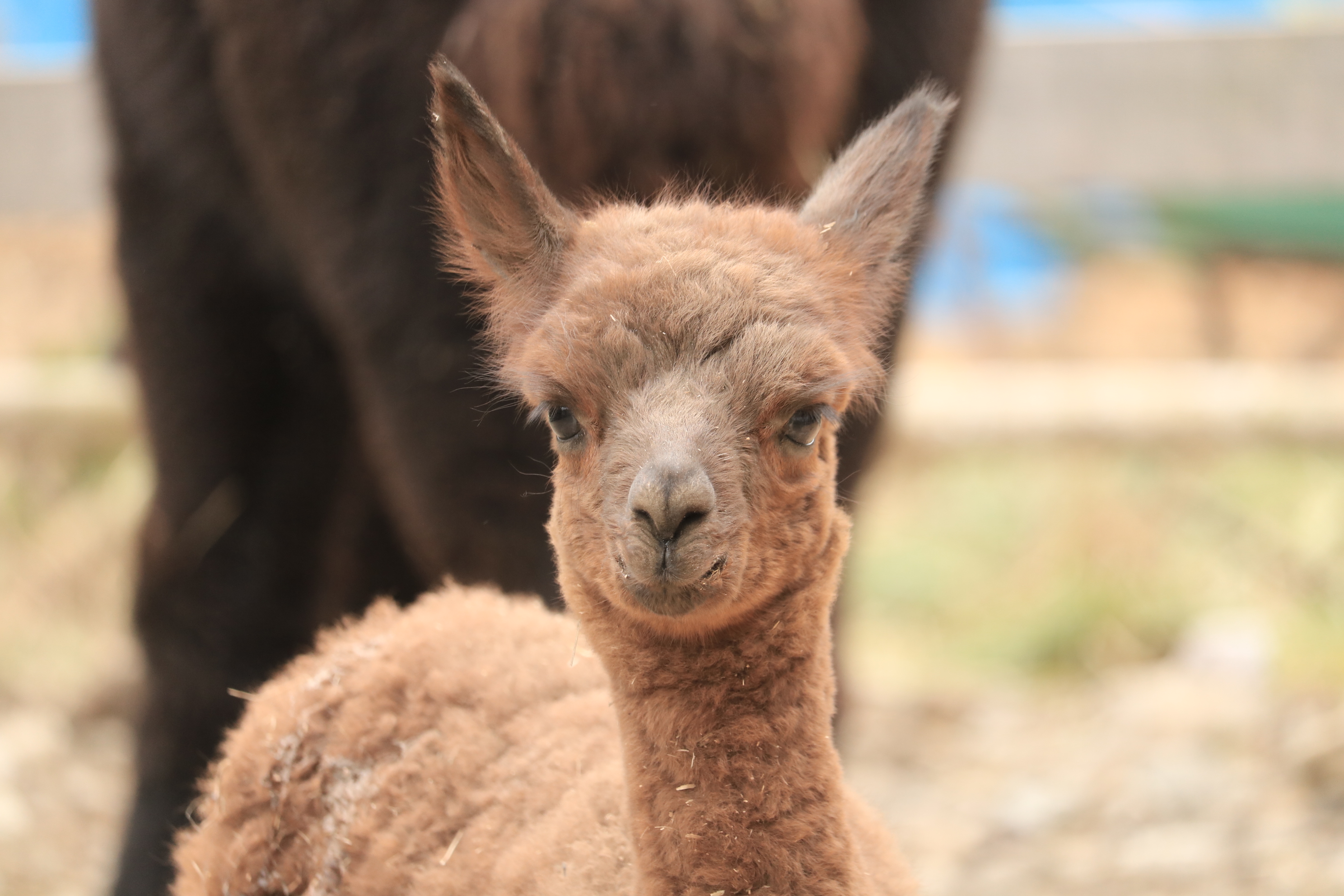 アルパカの赤ちゃん アサギマダラさんの谷上山の活動日記 Yamap ヤマップ