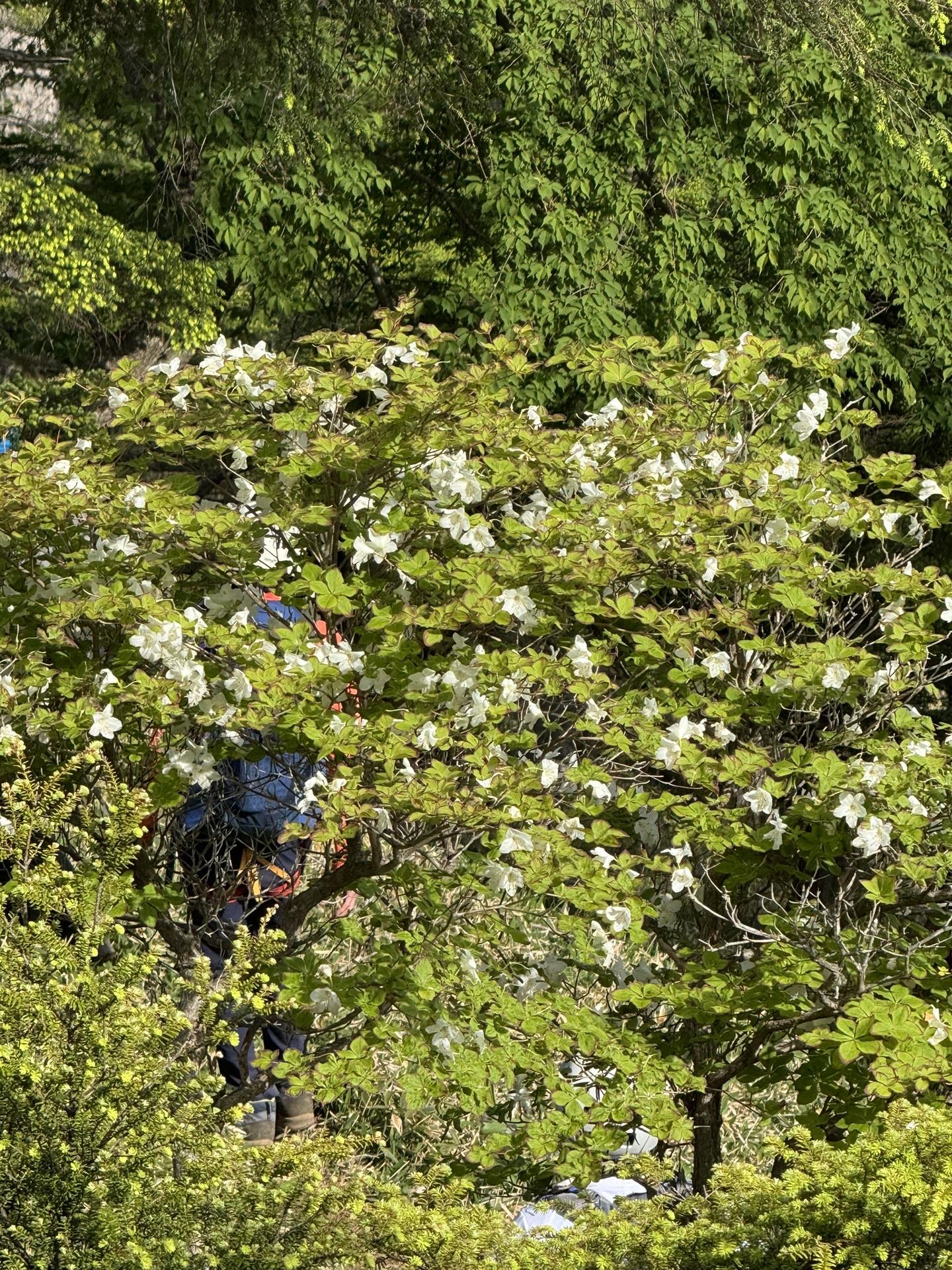皇海山・袈裟丸山・庚申山 シロヤシオ🌸