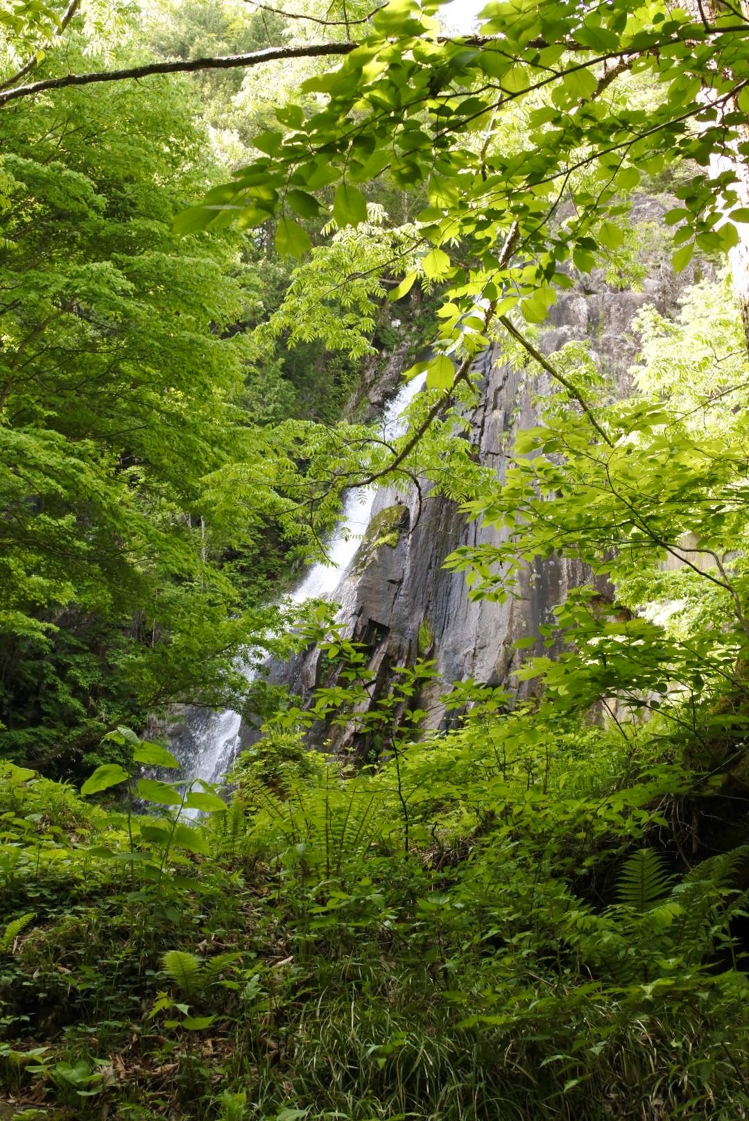 おおくら滝遊歩道 05 27 にゃんこさんの猪臥山の活動データ Yamap ヤマップ