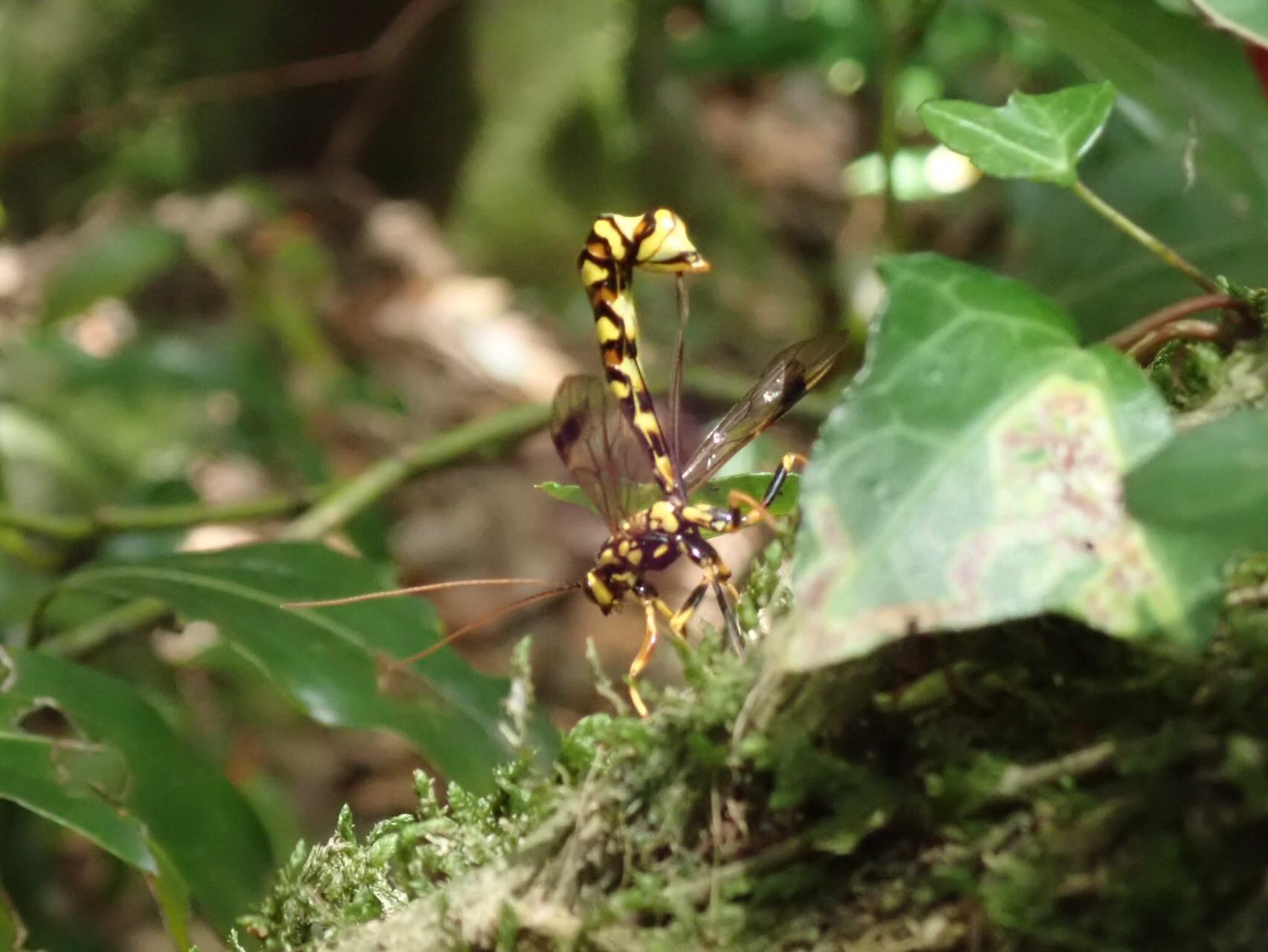 花に集まる虫観察会 In 平尾台 うさぎさんの平尾台 貫山 水晶山の活動日記 Yamap ヤマップ