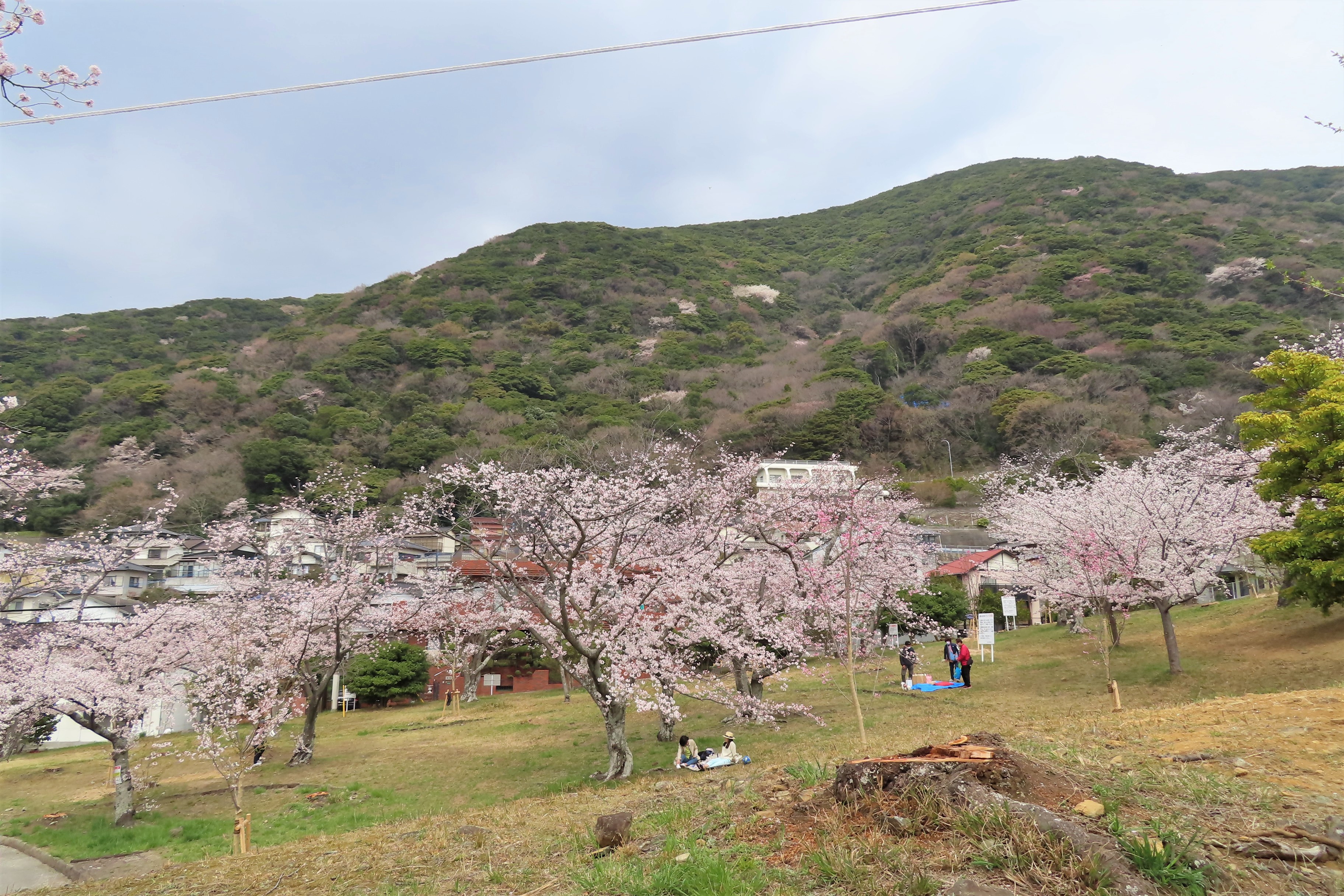 安部山へ 桜花 Walking 山のウグイス さんの足立山 戸ノ上山の活動データ Yamap ヤマップ