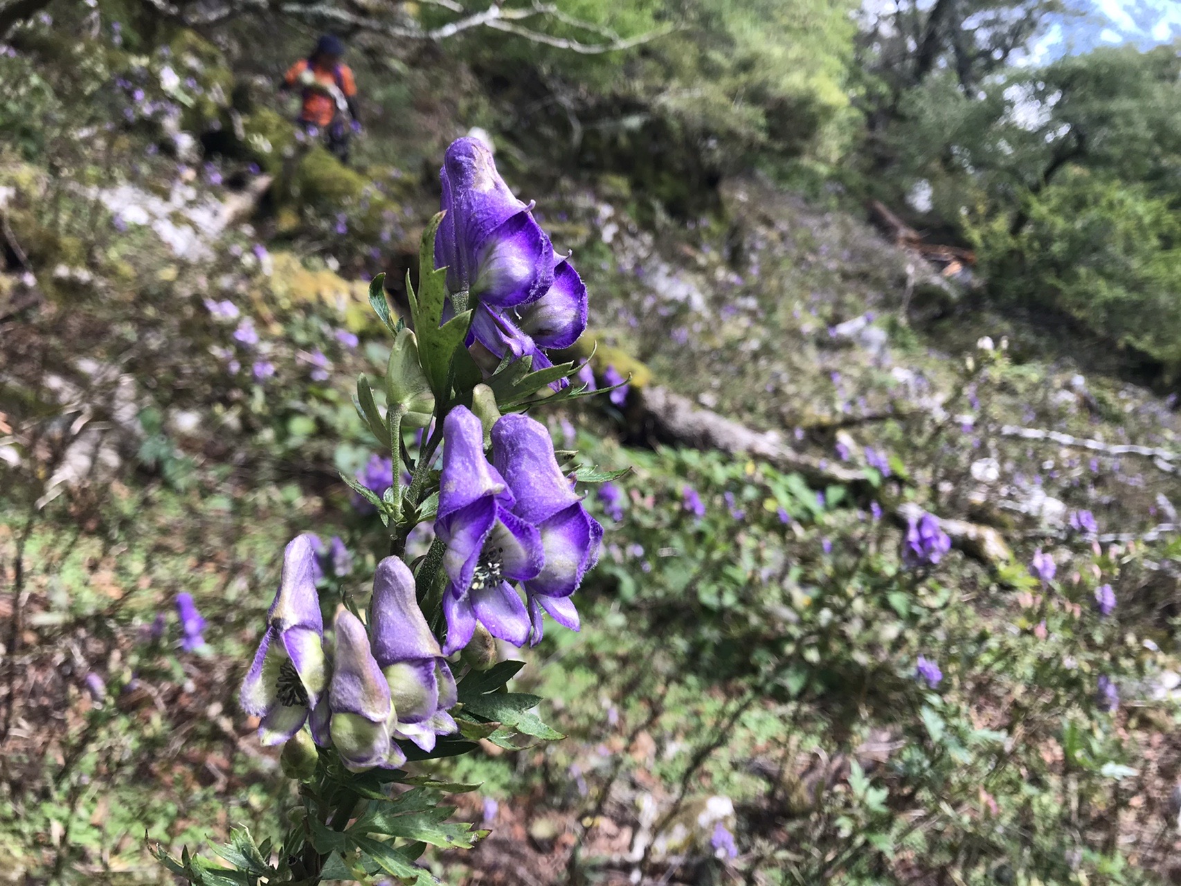 今年も ﾄﾘｶﾌﾞﾄﾄﾘｶﾌﾞﾄﾄﾘｶﾌﾞﾄ いわしたさんの向坂山 三方山 天主山の活動データ Yamap ヤマップ