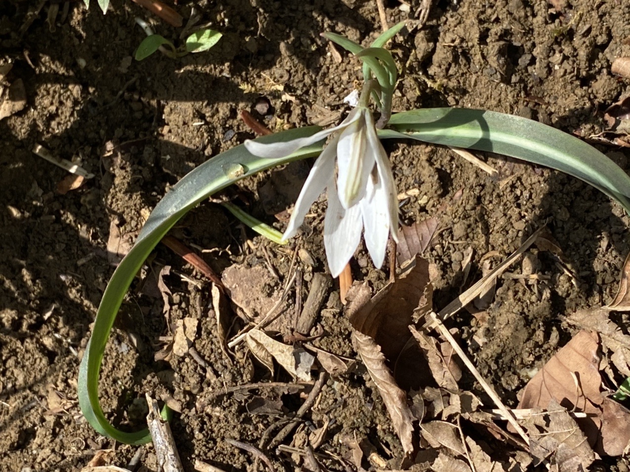 孫太尾根から花巡り 藤原岳 和坊さんの藤原岳 御池岳の活動日記 Yamap ヤマップ