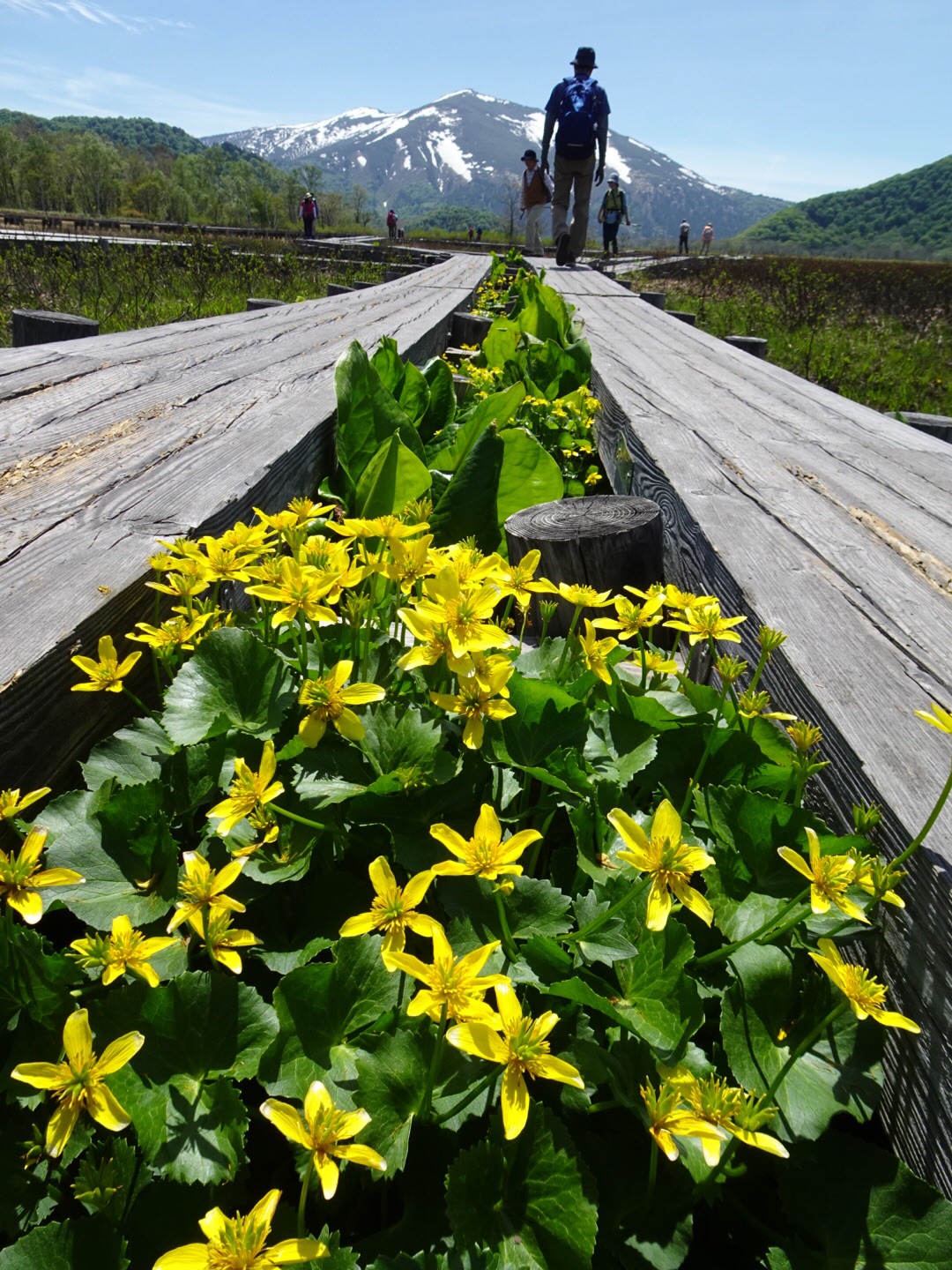 遥かな尾瀬で ミズバショウ 見て来ました みさのらさんの尾瀬 燧ヶ岳の活動日記 Yamap ヤマップ