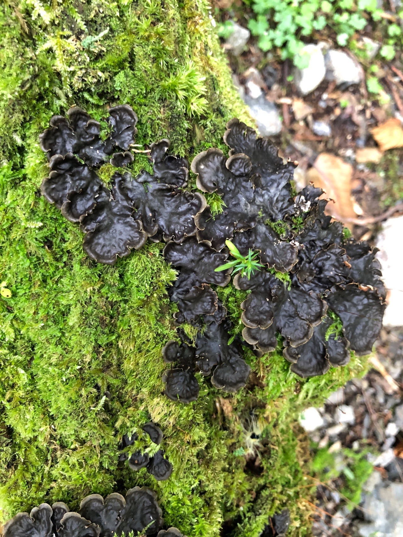 第49巻 おもて山 大人げない たかやん さんのハイキングの活動日記 Yamap ヤマップ