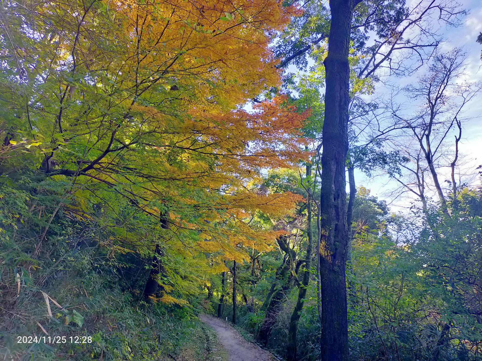タタラ山-生駒山 往復コースの地図・登山ルート・登山口情報 | YAMAP