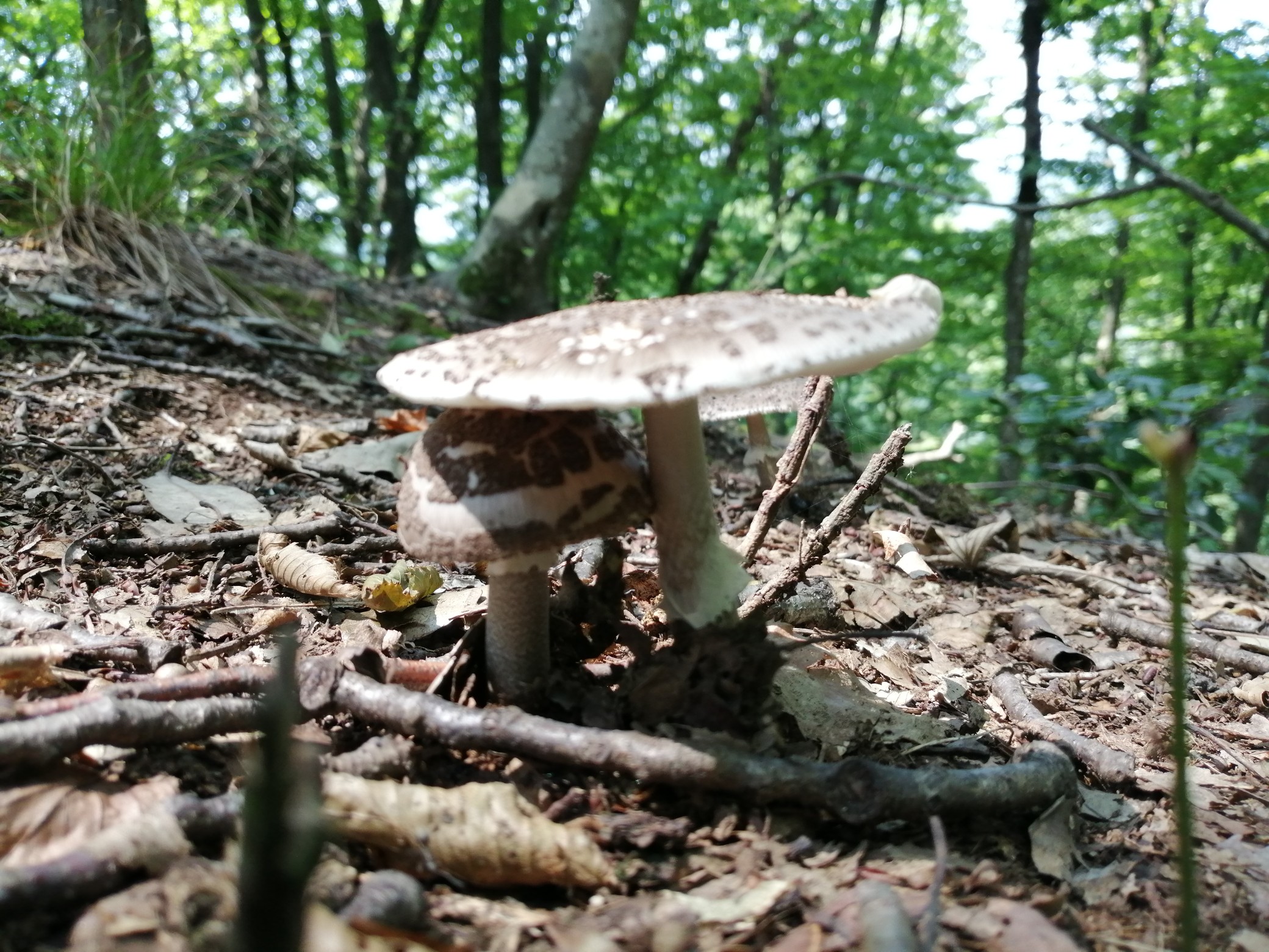 初の牧山 鯖江市 19 07 29下見編 まさ０８３６さんの三床山 牧山 幸山の活動データ Yamap ヤマップ