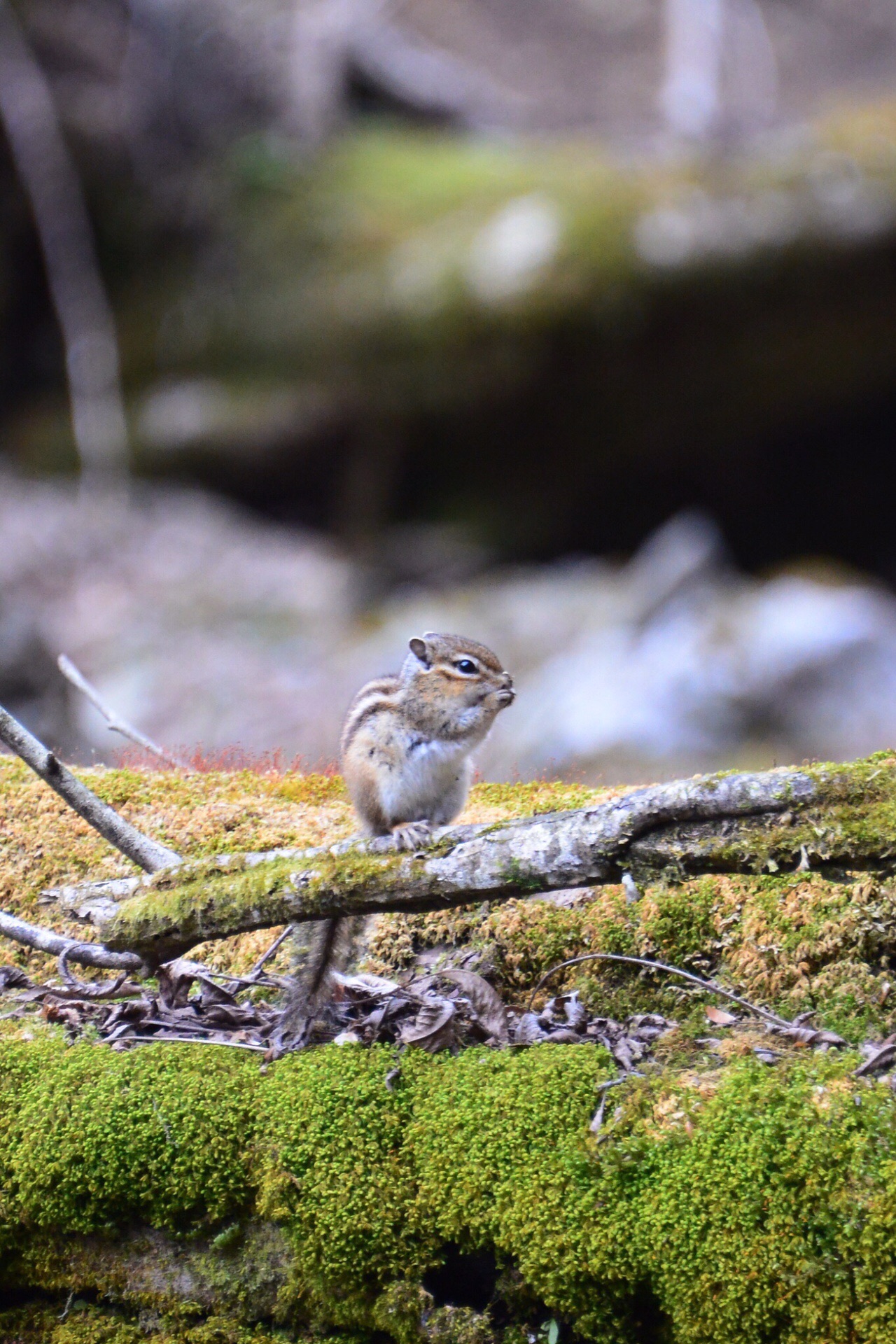 リス を探しに御池岳 三重県鈴鹿 うーすけさんの藤原岳 御池岳の活動データ Yamap ヤマップ