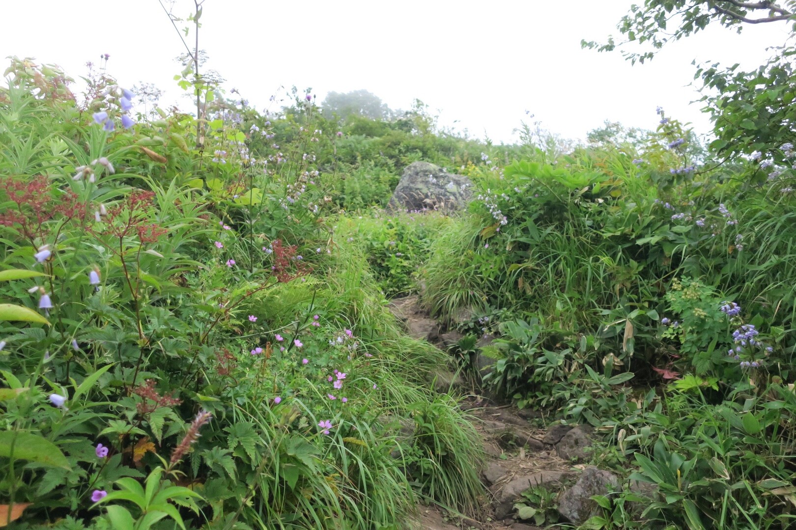 8/12 一不動二釈迦三文殊四普賢五地蔵六弥勒七薬師(撤退)～移動～飯縄山 / あきさんの高妻山・戸隠山の活動データ