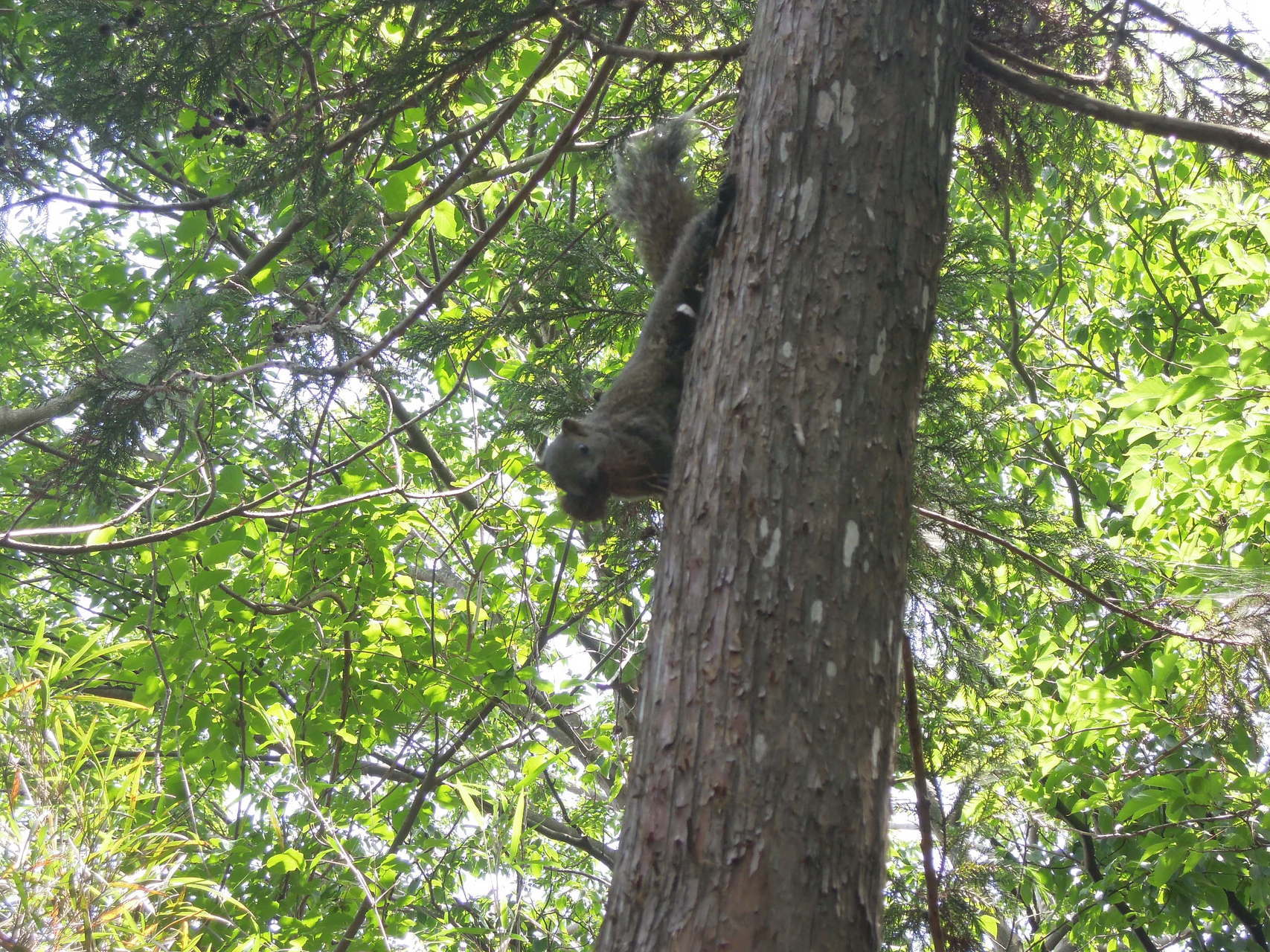 天園ハイキングコース 明月院奥 瑞泉寺 Collarさんの鎌倉アルプス 大平山 天台山 の活動データ Yamap ヤマップ