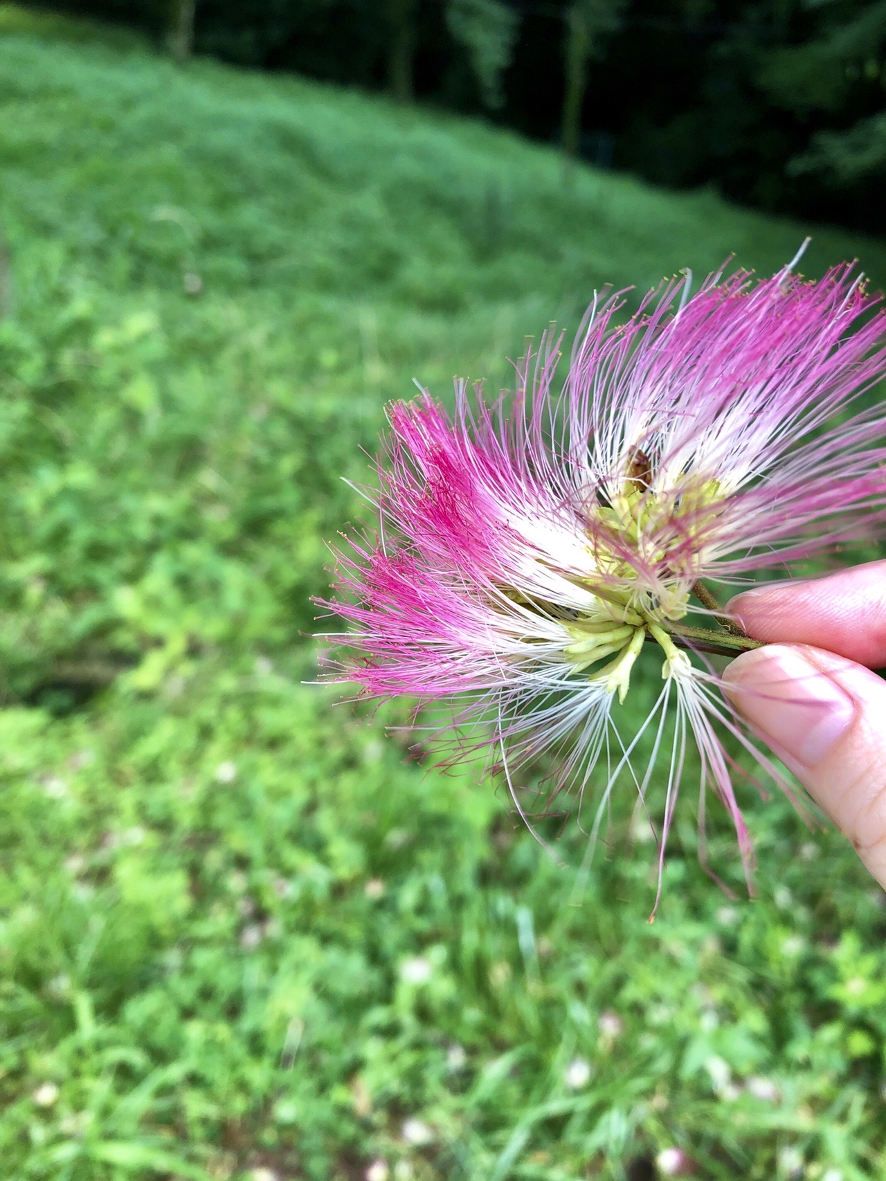 阿蘇野草園とらくだ山 とこさんの阿蘇山 高岳 根子岳の活動日記 Yamap ヤマップ