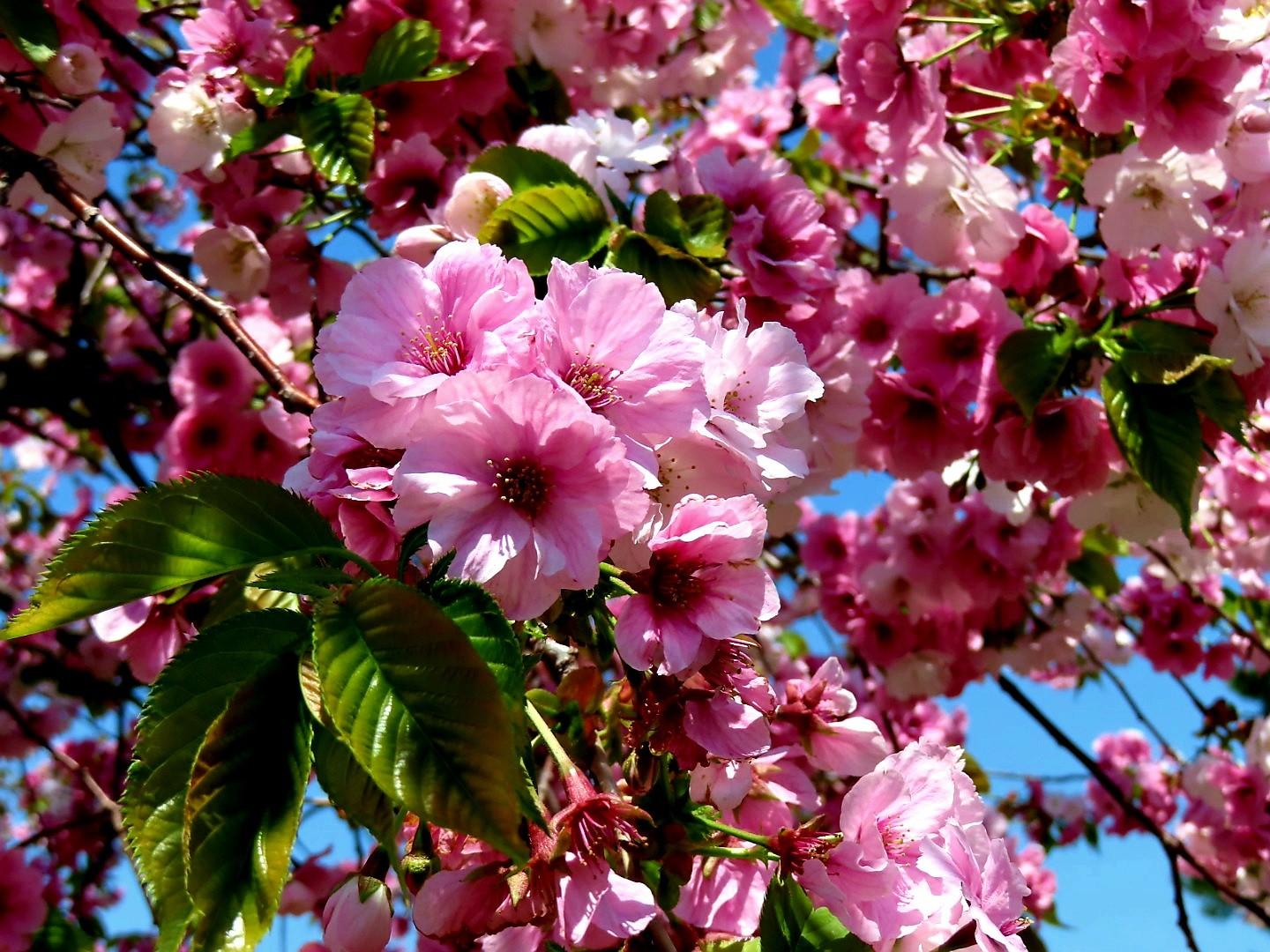 薬師山・函館山（御殿山）・つつじ山・入江山・水元山・八幡山・牛の背山・地蔵山・鞍掛山・エゾダテ山 / ゆきさんの函館山の活動データ