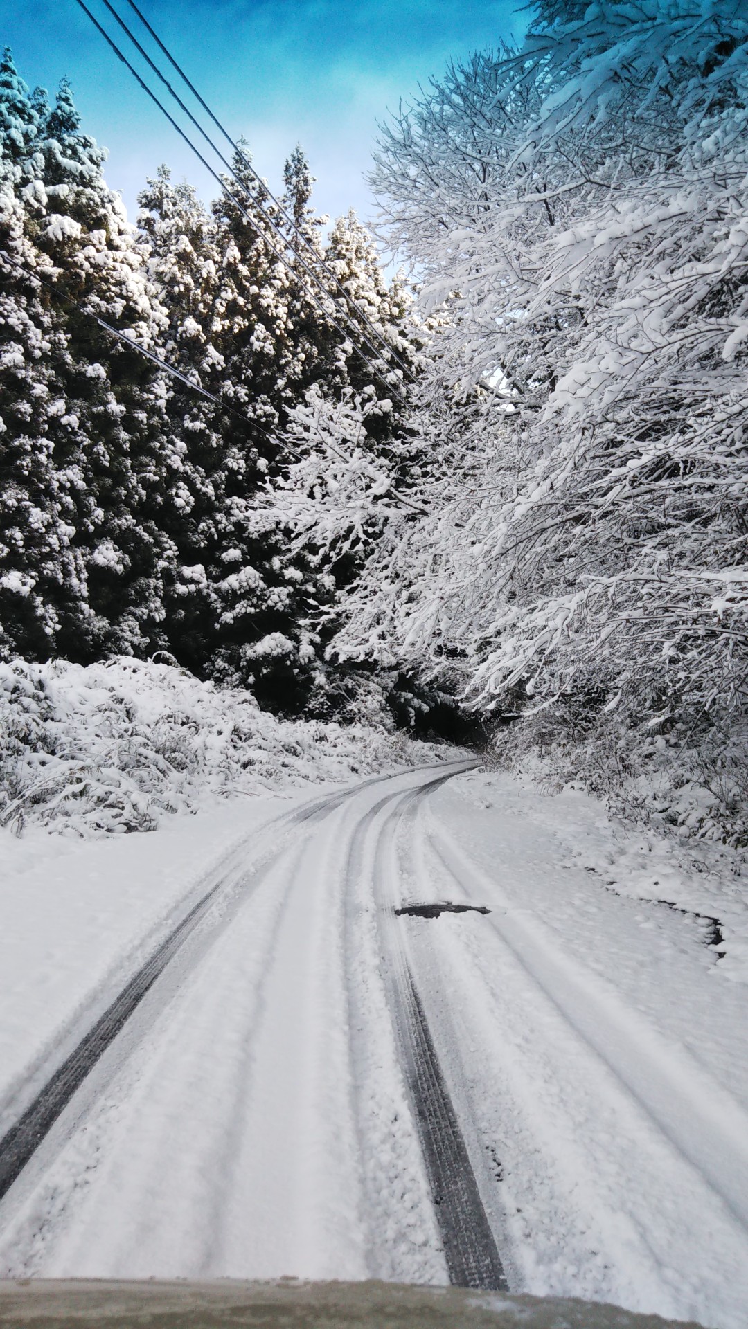 紅葉ではないけれど雪の花満開の鈎取山治山の森 かくチャンさんの太白山 萱ヶ崎山 蕃山の活動日記 Yamap ヤマップ