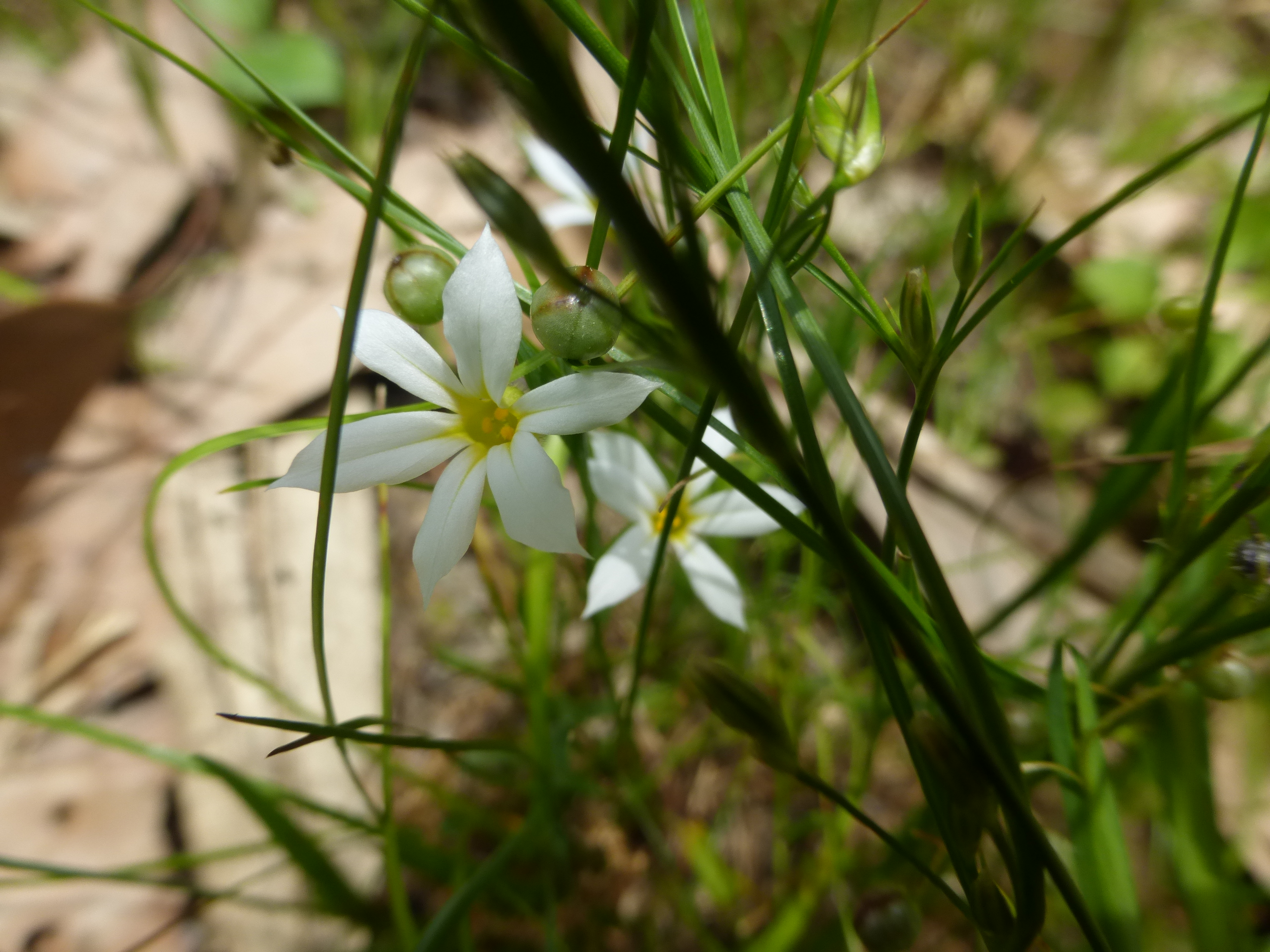 地元シリーズ 阿武山から竜仙峠から摂津峡 06 03 あかりさんの竜王山 阿武山の活動データ Yamap ヤマップ