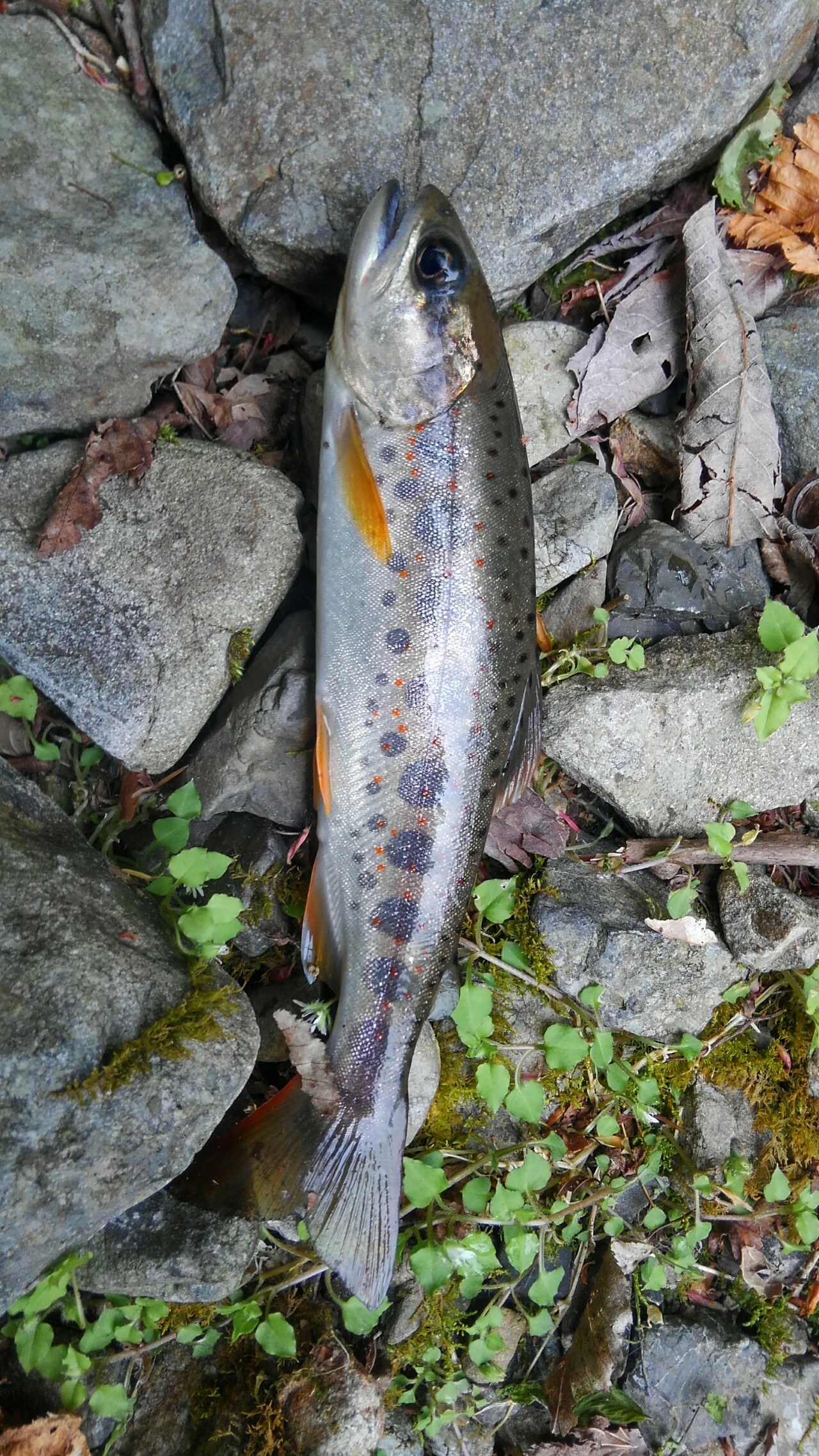 渓流釣り 海毛虫さんの日高川の活動日記 Yamap ヤマップ