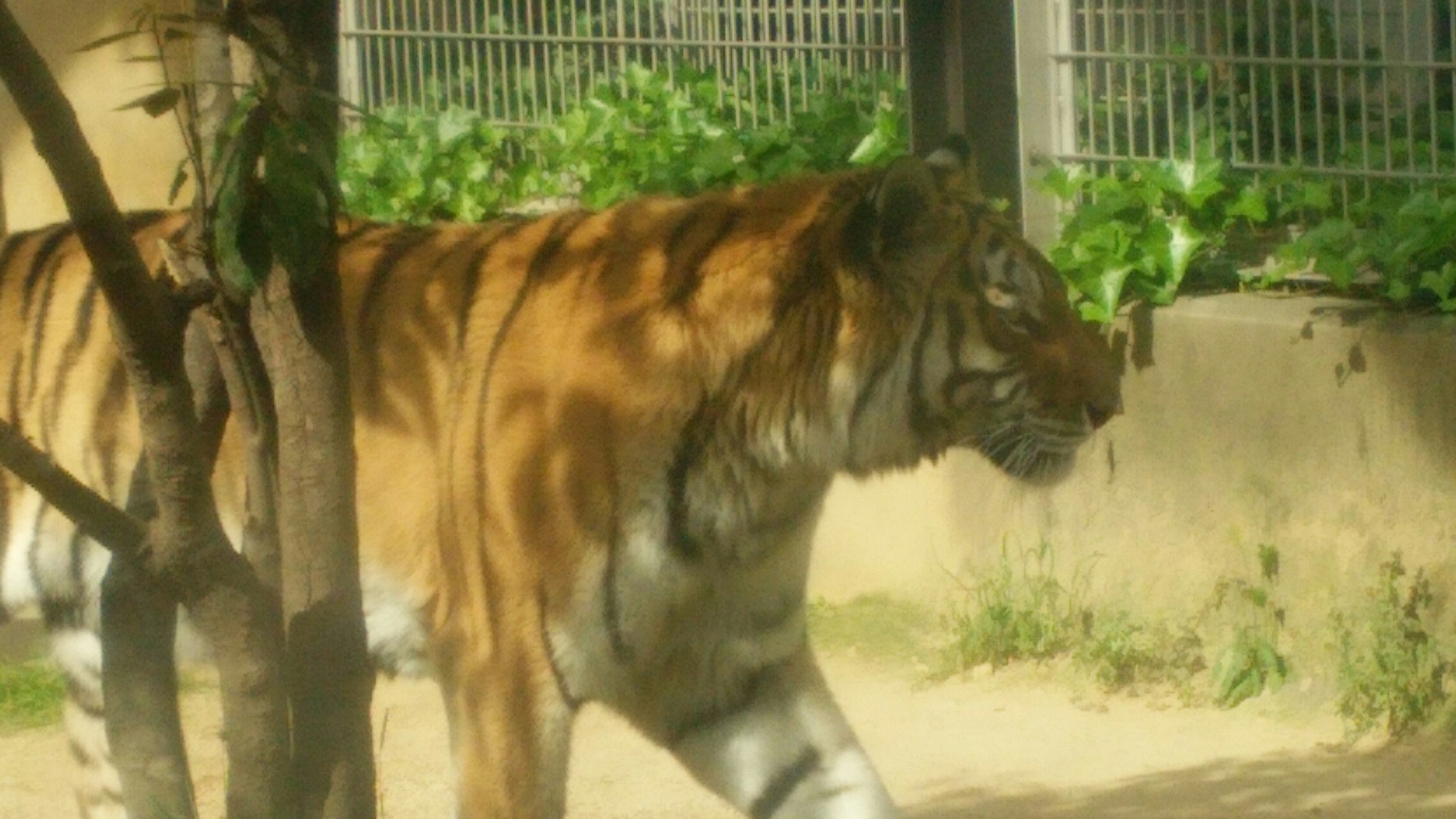 こどもの日の王子動物園 きたちゃんこさんの六甲山 長峰山 摩耶山の活動日記 Yamap ヤマップ