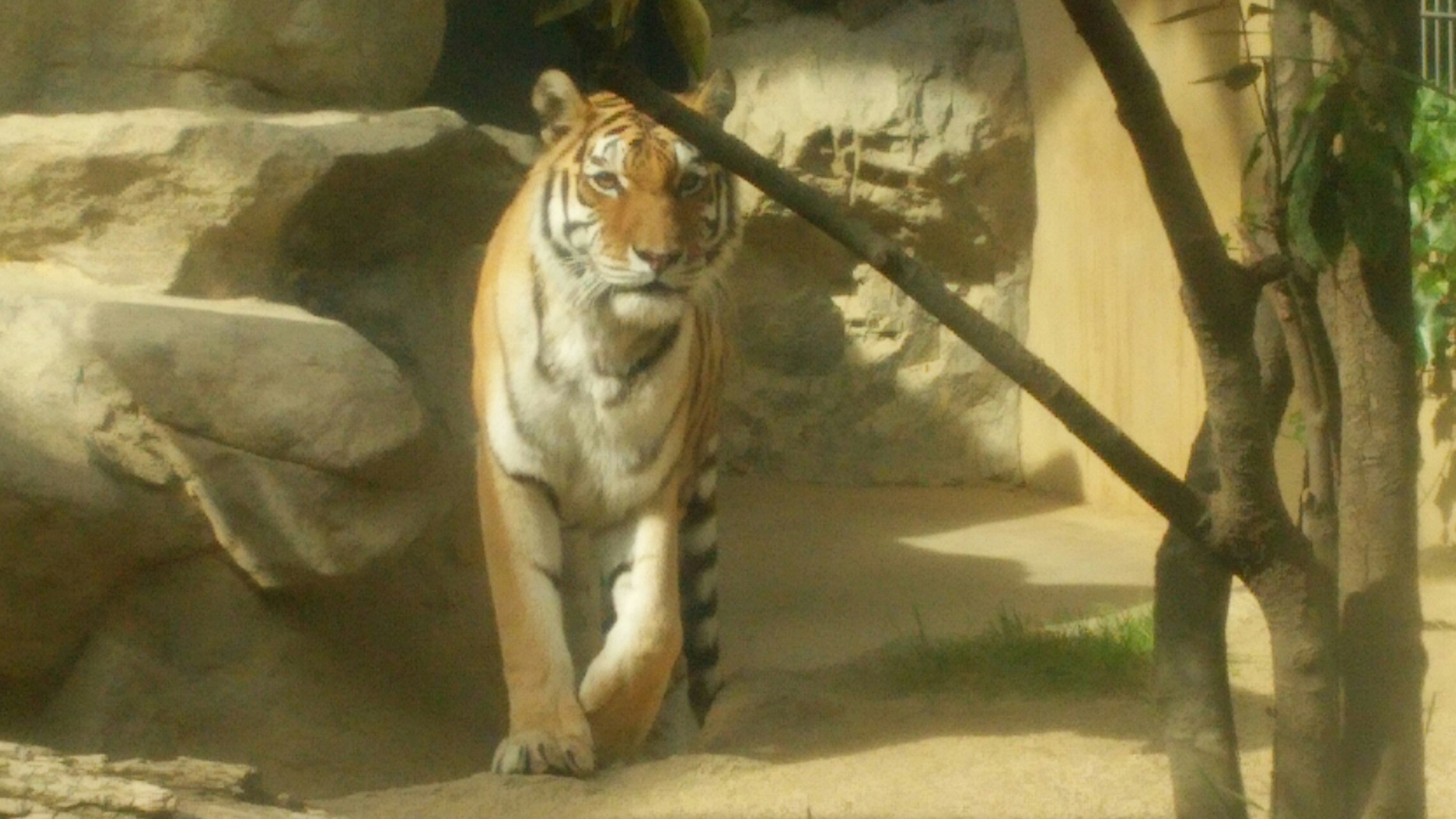 こどもの日の王子動物園 きたちゃんこさんの六甲山 長峰山 摩耶山の活動日記 Yamap ヤマップ