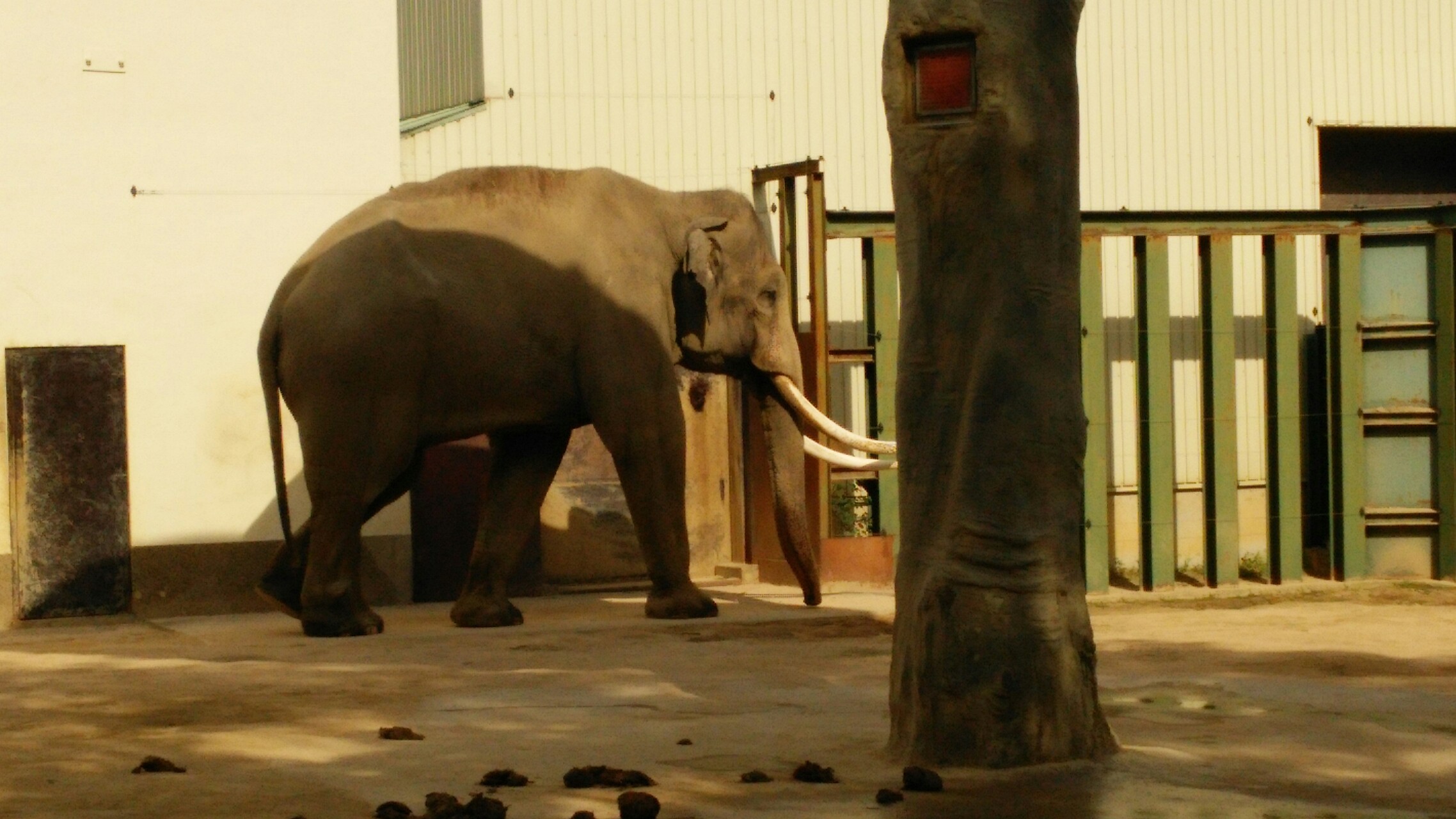 こどもの日の王子動物園 きたちゃんこさんの六甲山 長峰山 摩耶山の活動日記 Yamap ヤマップ