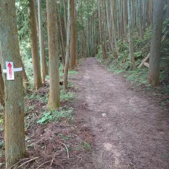 壺阪寺に向かう
林道