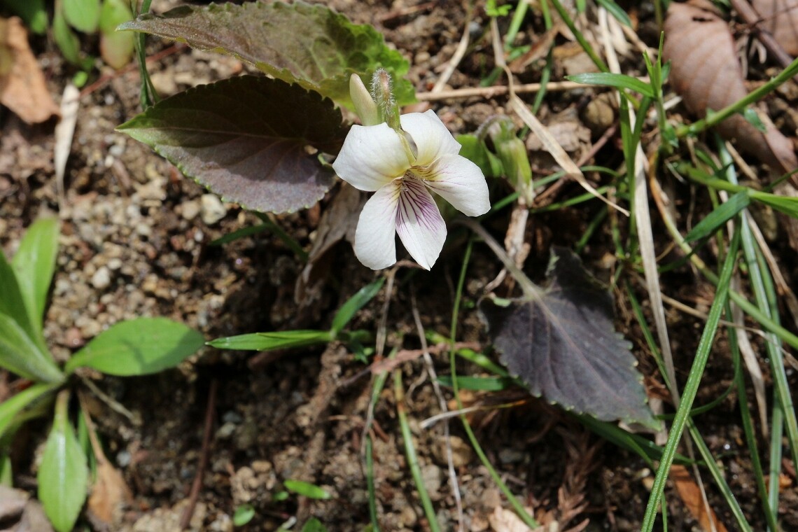 今年のすみれアルバム サエモンさんの松島の活動日記 Yamap ヤマップ