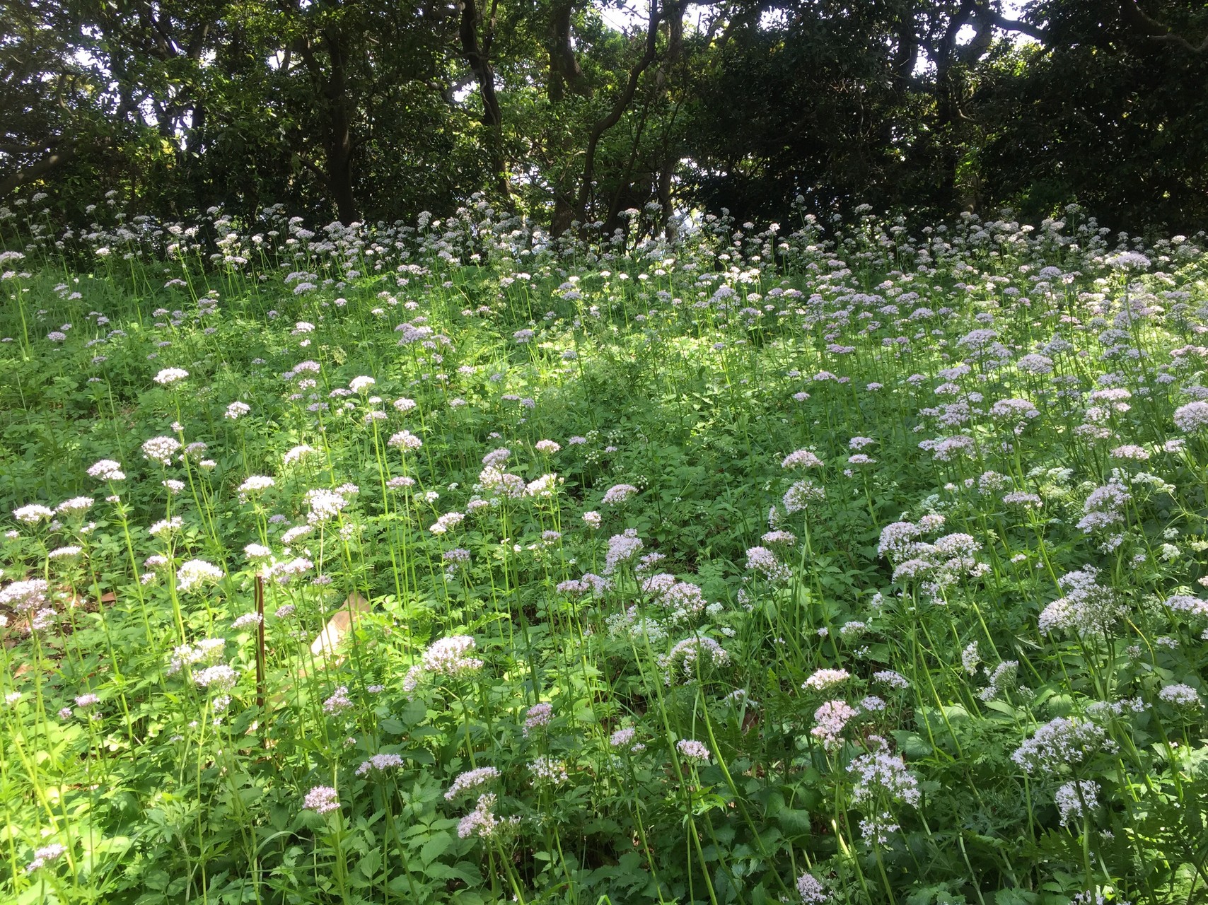 カノコソウを見に サチさんの立花山 三日月山 城ノ越山の活動日記 Yamap ヤマップ
