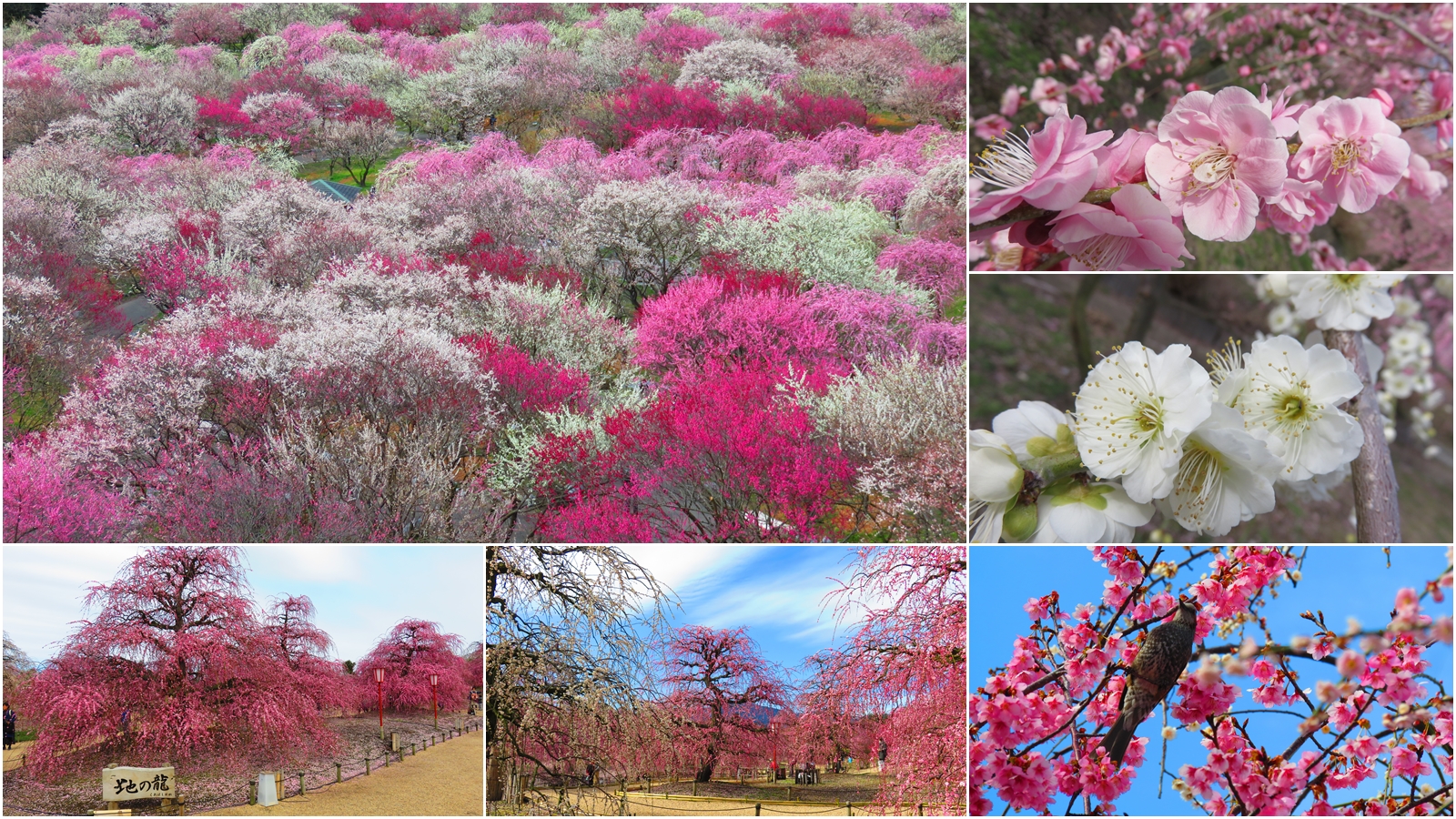 0303いなべ市梅林公園鈴鹿の森庭園 Ilmさんの霊仙山の活動データ Yamap ヤマップ