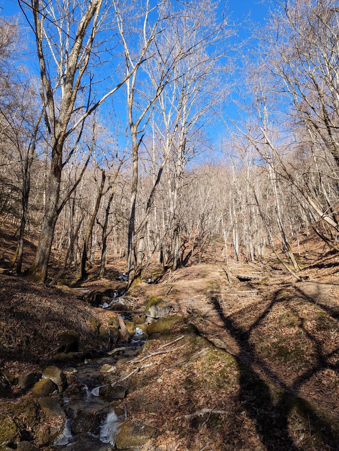 笠取山 / よっちさんの和名倉山・笠取山・東仙波の活動データ YAMAP / ヤマップ