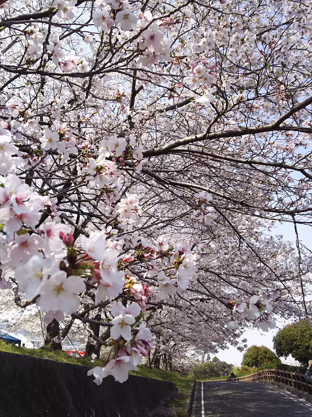 桜満開の二上山 當麻寺 Naoさんの金剛山 二上山 大和葛城山の活動データ Yamap ヤマップ