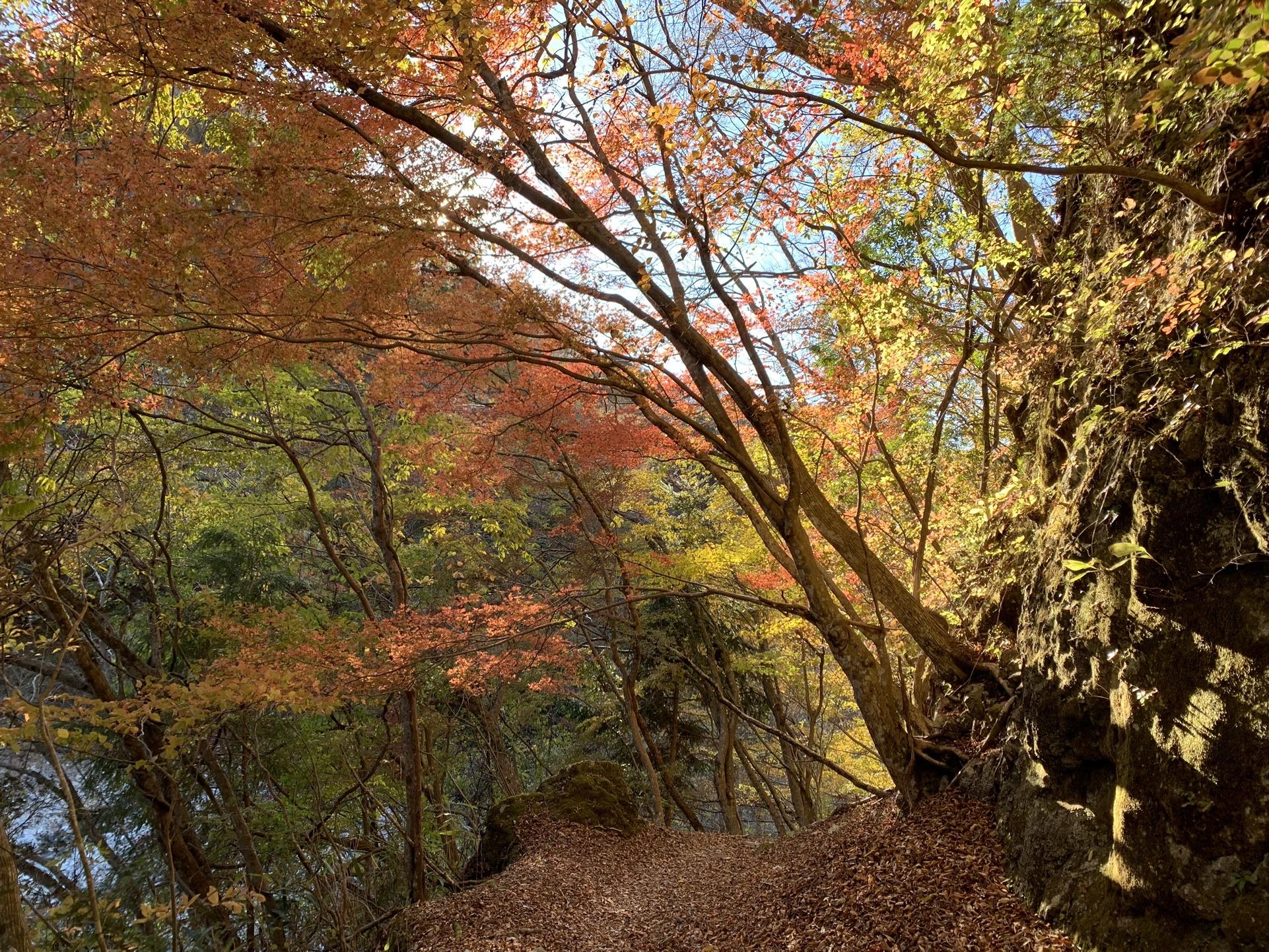 檜洞丸・熊笹ノ峰・大笄・小笄 / ためのぶさんの大室山・畦ヶ丸山・菰釣山の活動データ YAMAP / ヤマップ