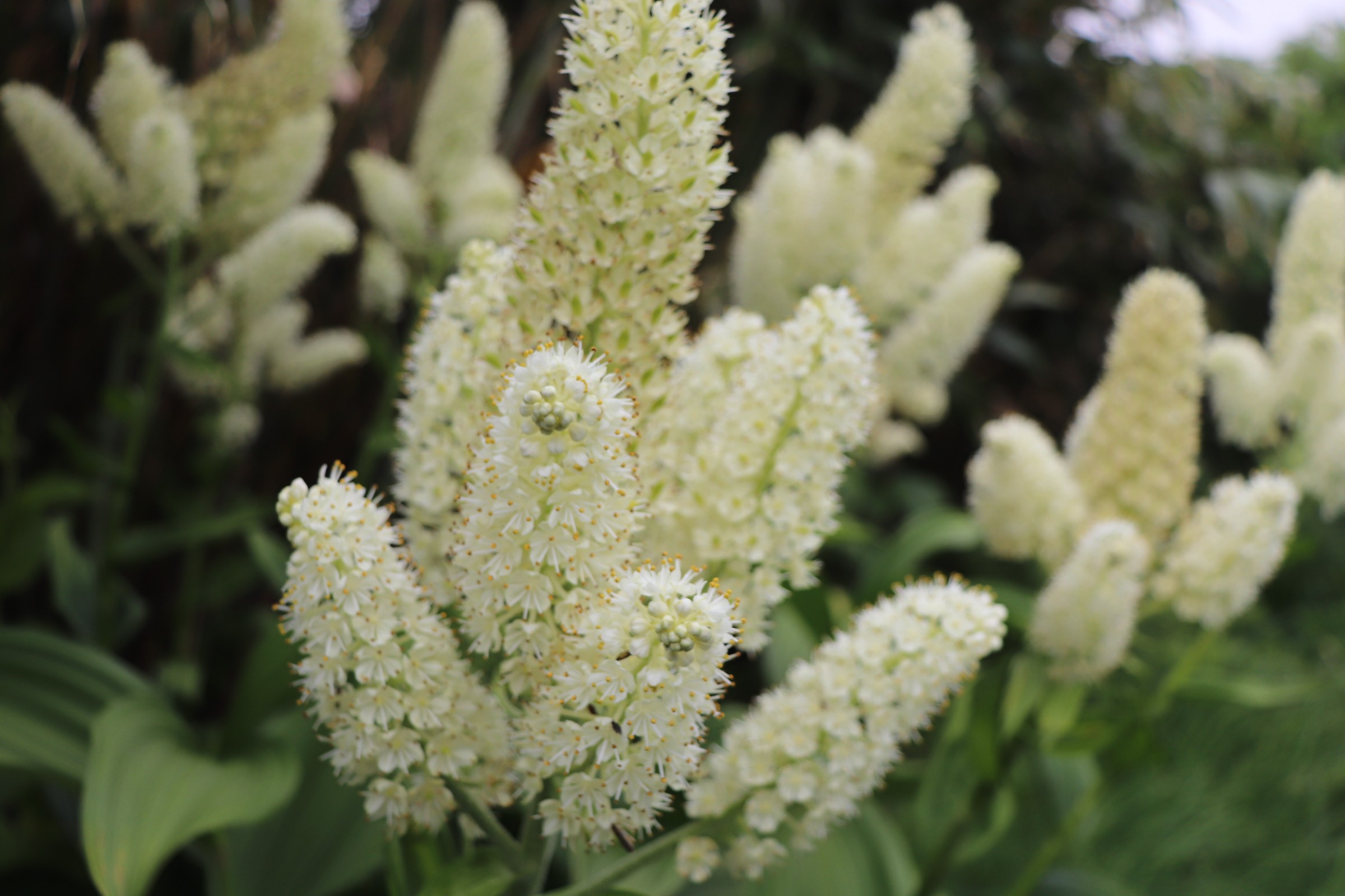 能郷白山 コバイケイソウをもとめて ひまじん1003さんの能郷白山の活動データ Yamap ヤマップ