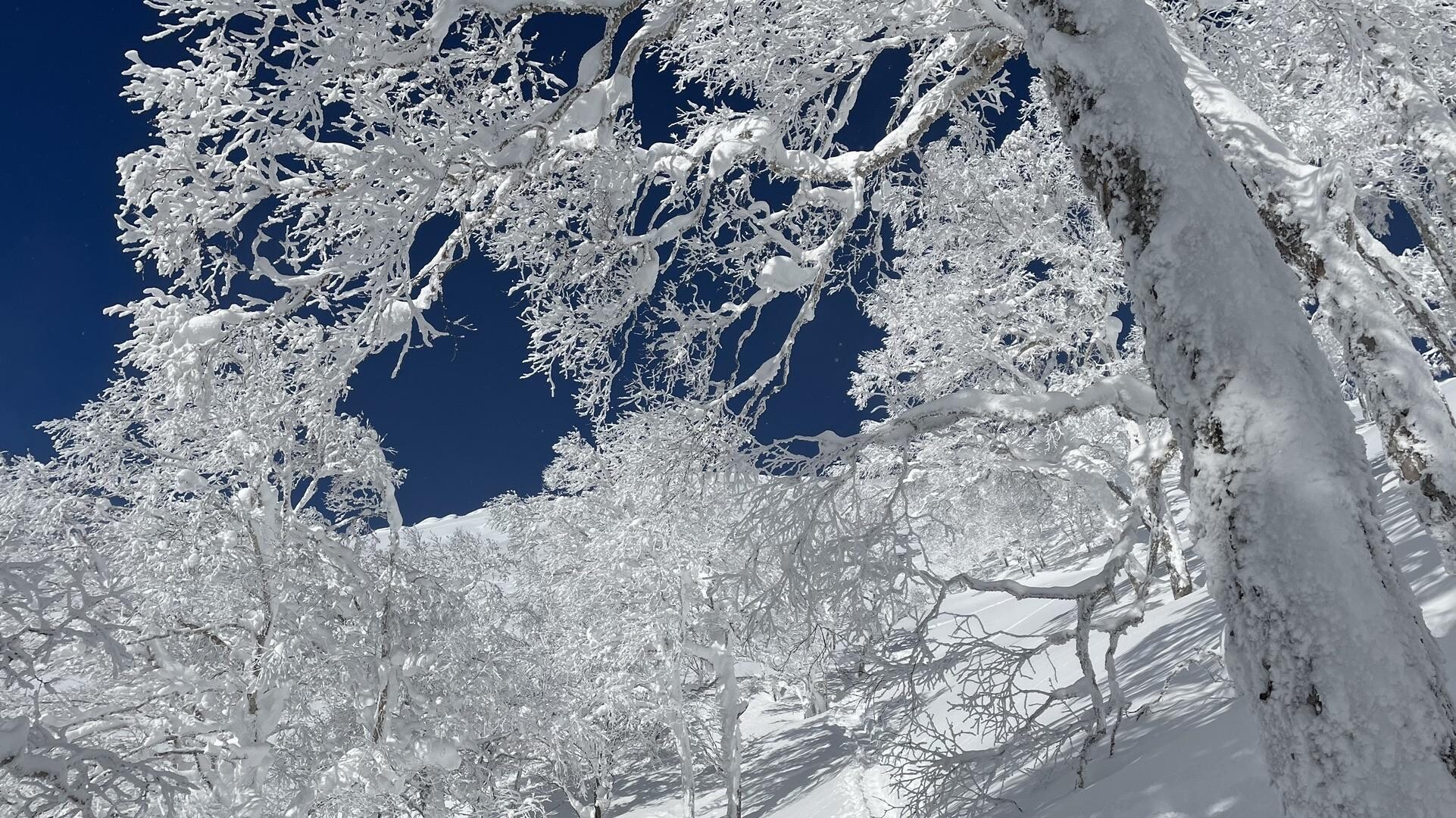 尻別岳 バックカントリー / しゅん（旧姓Fatboy）さんの尻別岳の活動データ YAMAP / ヤマップ