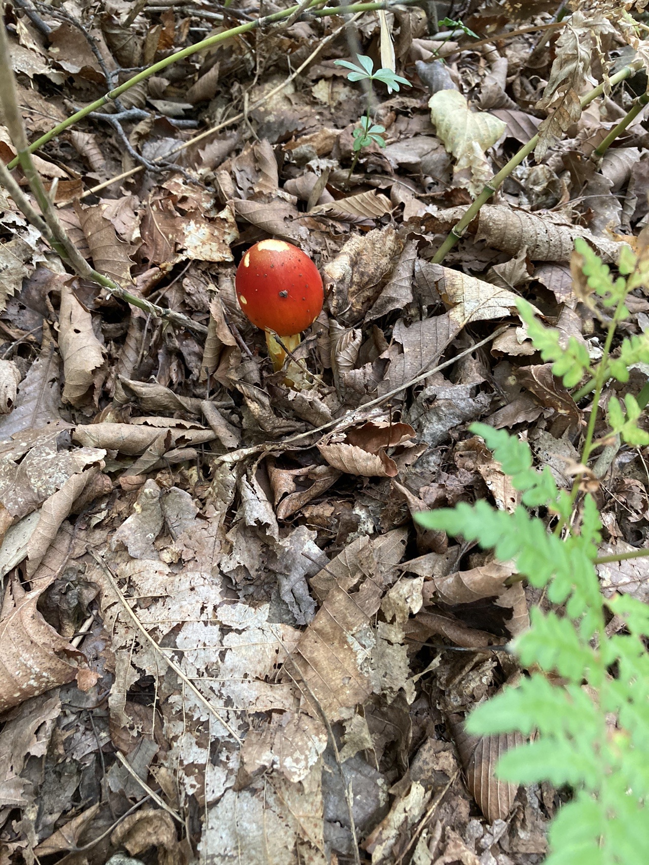 三角山 大倉山 奥三角山 よこして山 タマゴタケ食べて見たいが Akiraoozoraさんの三角山 大倉山 円山の活動日記 Yamap ヤマップ