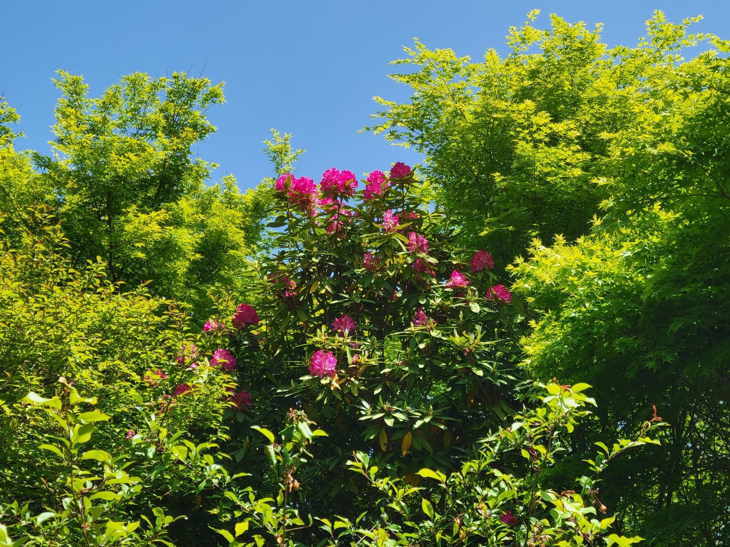 多良山系⛰️春の味覚を味わうツアー / さちこさんの多良岳・経ヶ岳・五家原岳の活動データ YAMAP / ヤマップ