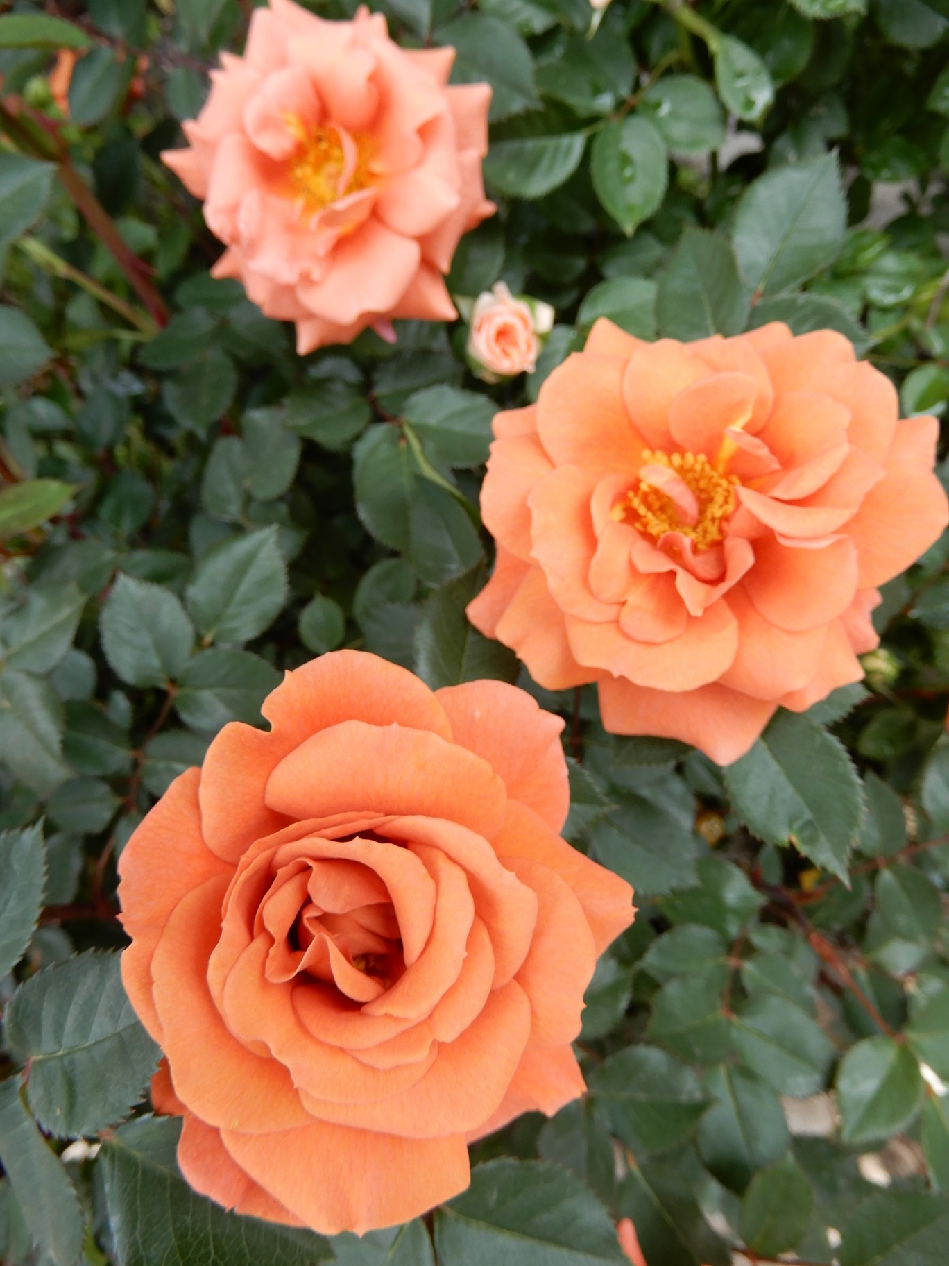 ようこそマイガーデンへ きーちゃんさんの大小山 妙義山 西場富士の活動日記 Yamap ヤマップ