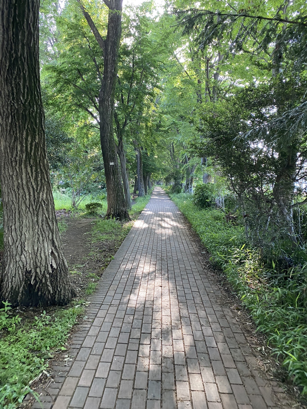 小平グリーンロードぐるり よっぴさんの小平グリーンロードの活動データ Yamap ヤマップ