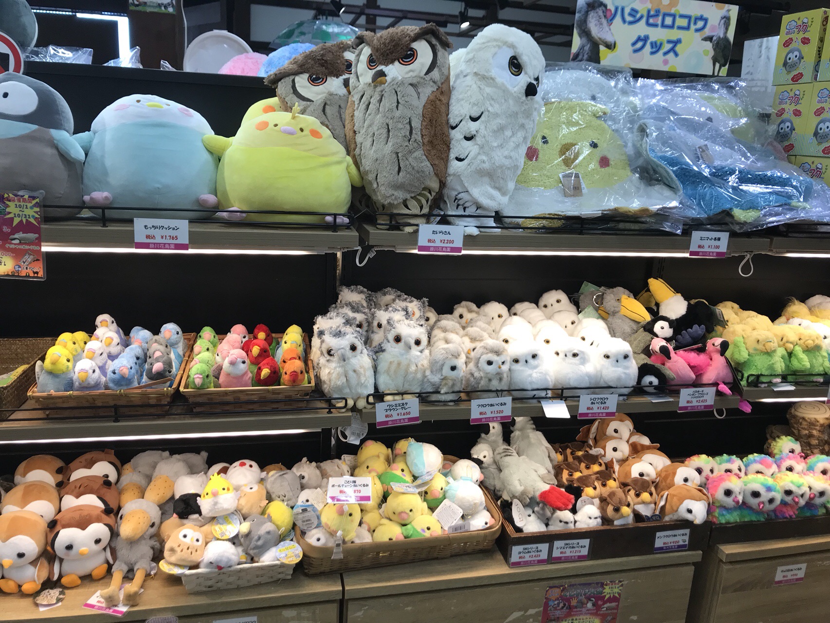 掛川花鳥園 ジョビ子 さんの粟ヶ岳の活動日記 Yamap ヤマップ