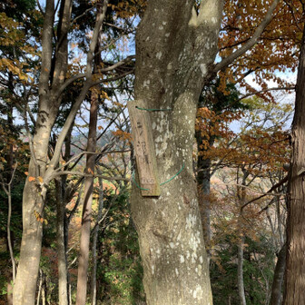 ⑤二ノ沢ノ頭、670m
展望無し。