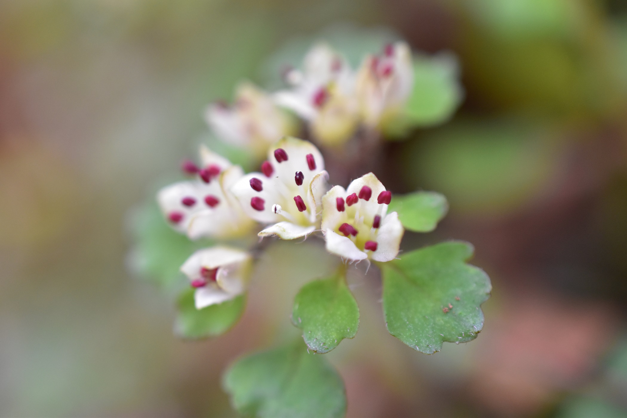 花ップ 帝釈峡で花探し 03 21 あかべいさんの帝釈峡の活動データ Yamap ヤマップ