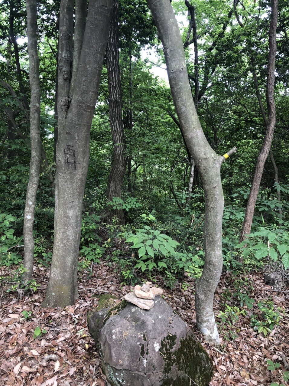 西山 愛知県小牧市 愛知 の登山 山頂 天気 人気のルート 最新の記録 Yamap ヤマップ