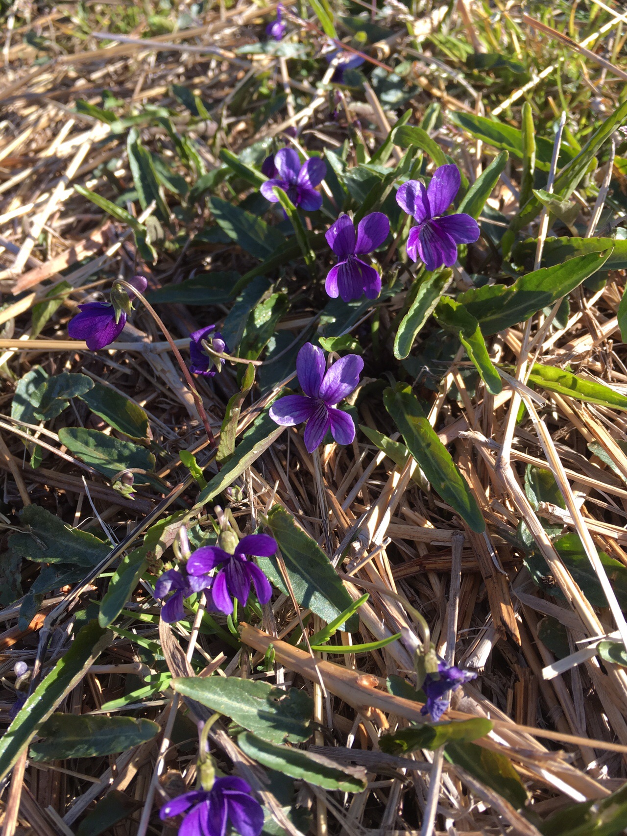基山 草スキー場駐車場から ムンマ15さんの天拝山 基山の活動データ Yamap ヤマップ
