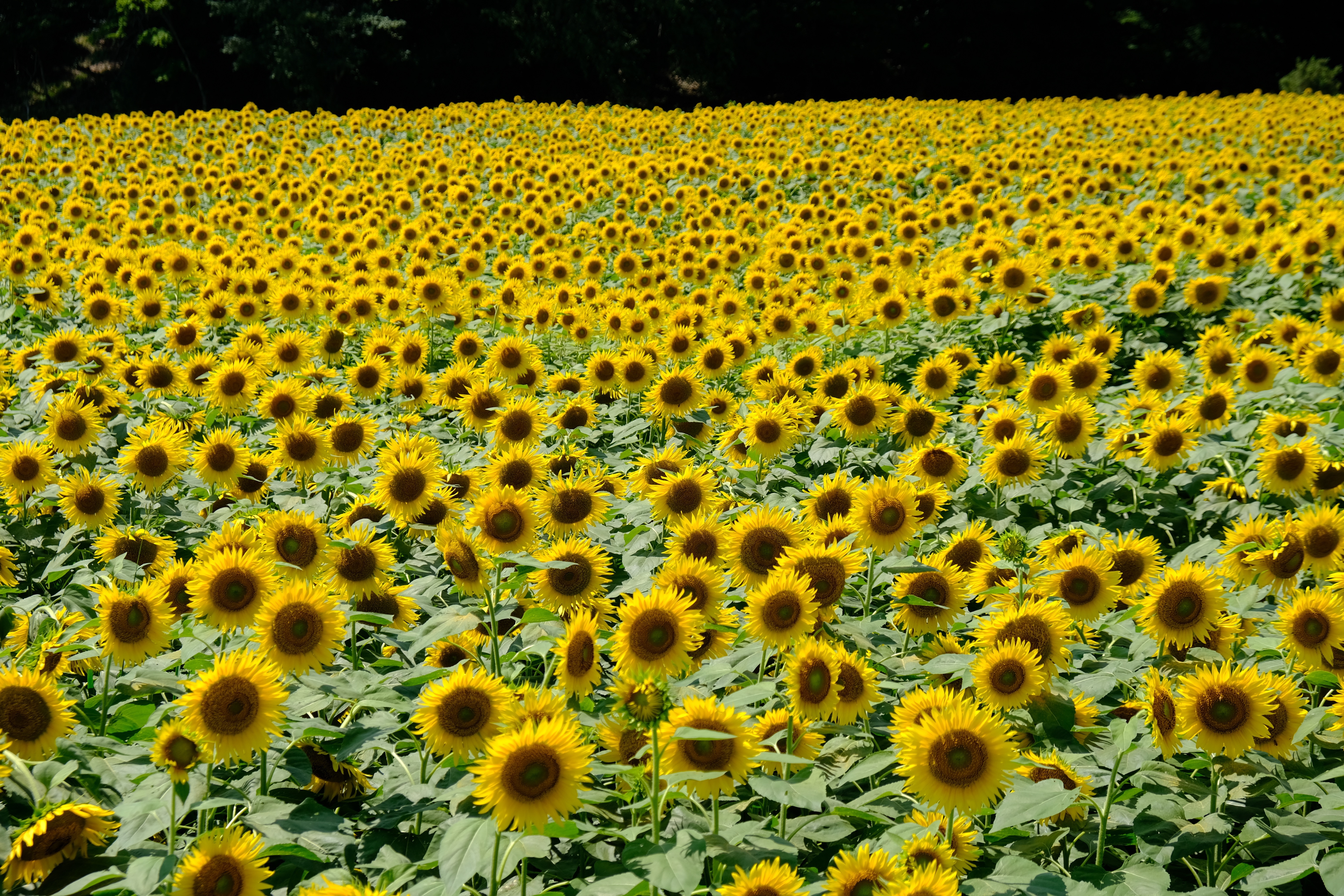 矢巾町 和味フラワーパークの ひまわり 呑気なおじーちゃんさんの観光の活動日記 Yamap ヤマップ