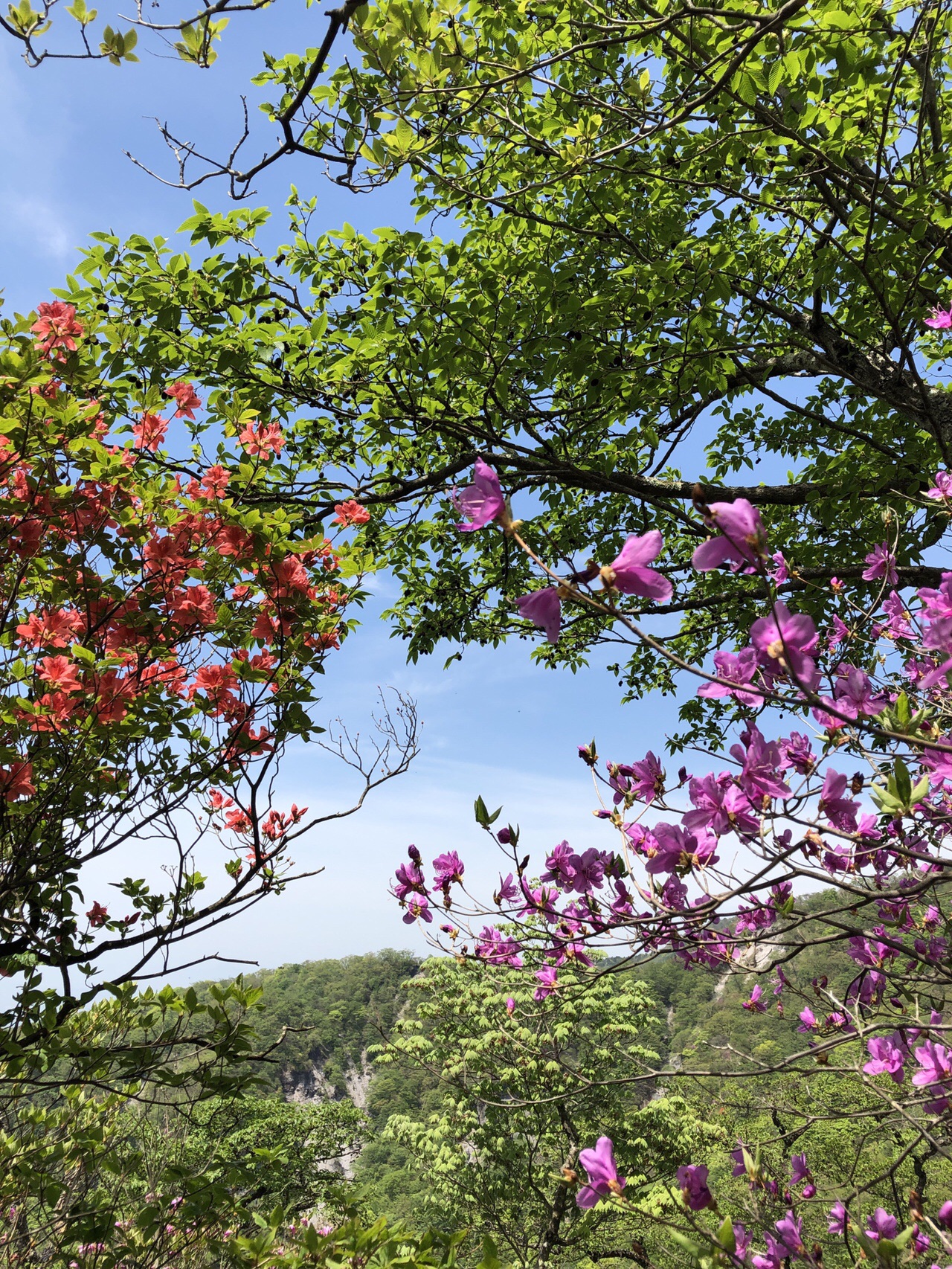 つつじが峰 長七郎山 小沼 茶の木畑峠周回 赤城山 19 05 26 よしぴーさんの赤城山 黒檜山 荒山の活動日記 Yamap ヤマップ