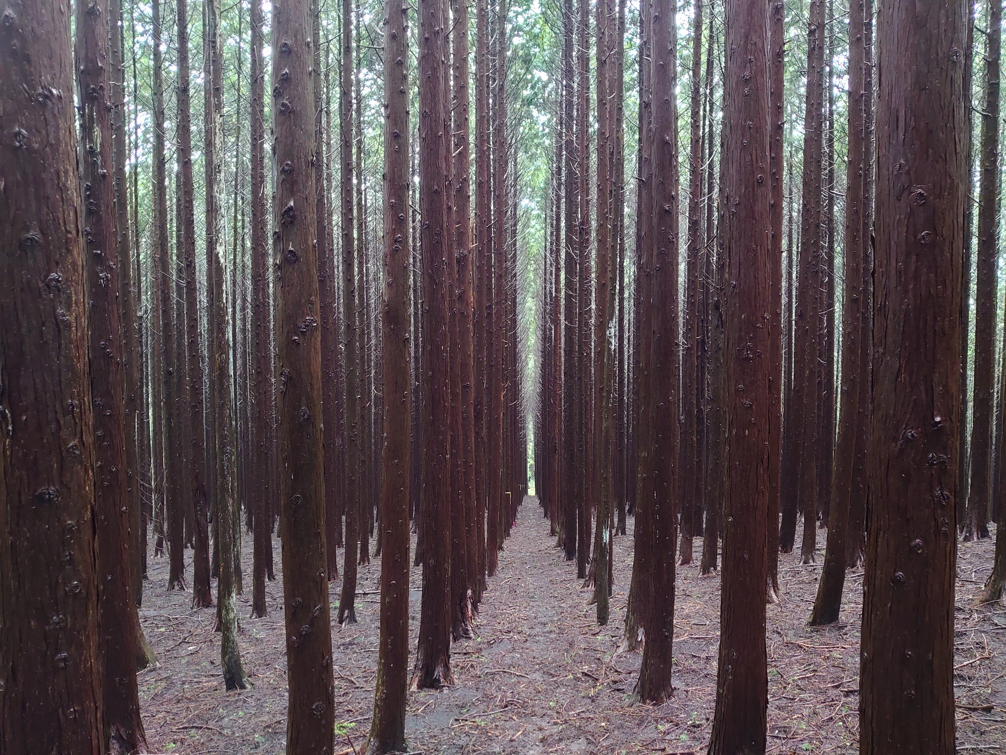 作礼山 奥作礼山 人生の並木路 K Yoshidaさんの作礼山の活動データ Yamap ヤマップ