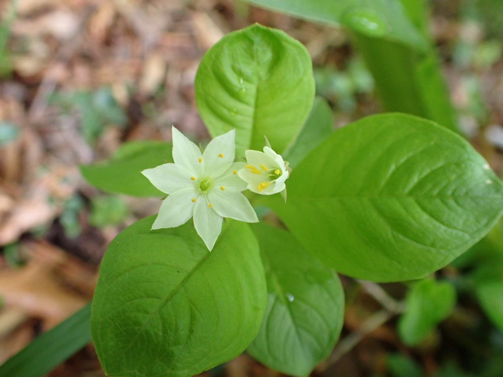天生湿原のサンカヨウロード 和さんの籾糠山の活動日記 Yamap ヤマップ