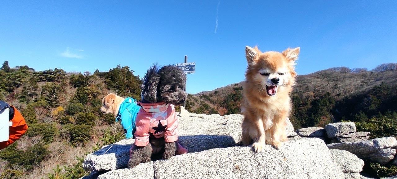釈迦ヶ岳 まめたくん、あくび出ちゃうね🥱