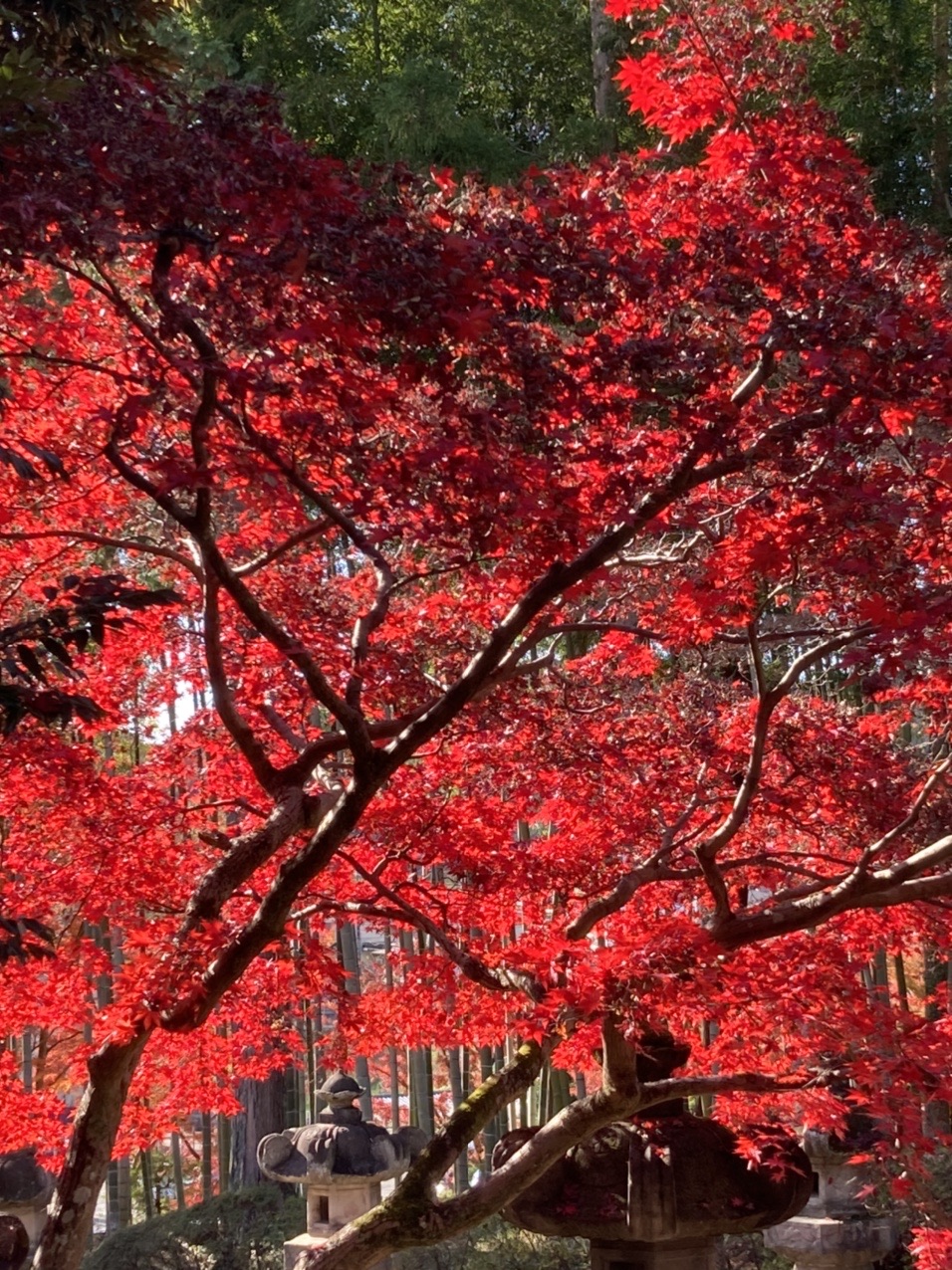 21紅葉 第5弾 能仁寺 天覧山 多峯主山 Sunkingさんの天覧山 多峯主山 天覚山の活動データ Yamap ヤマップ